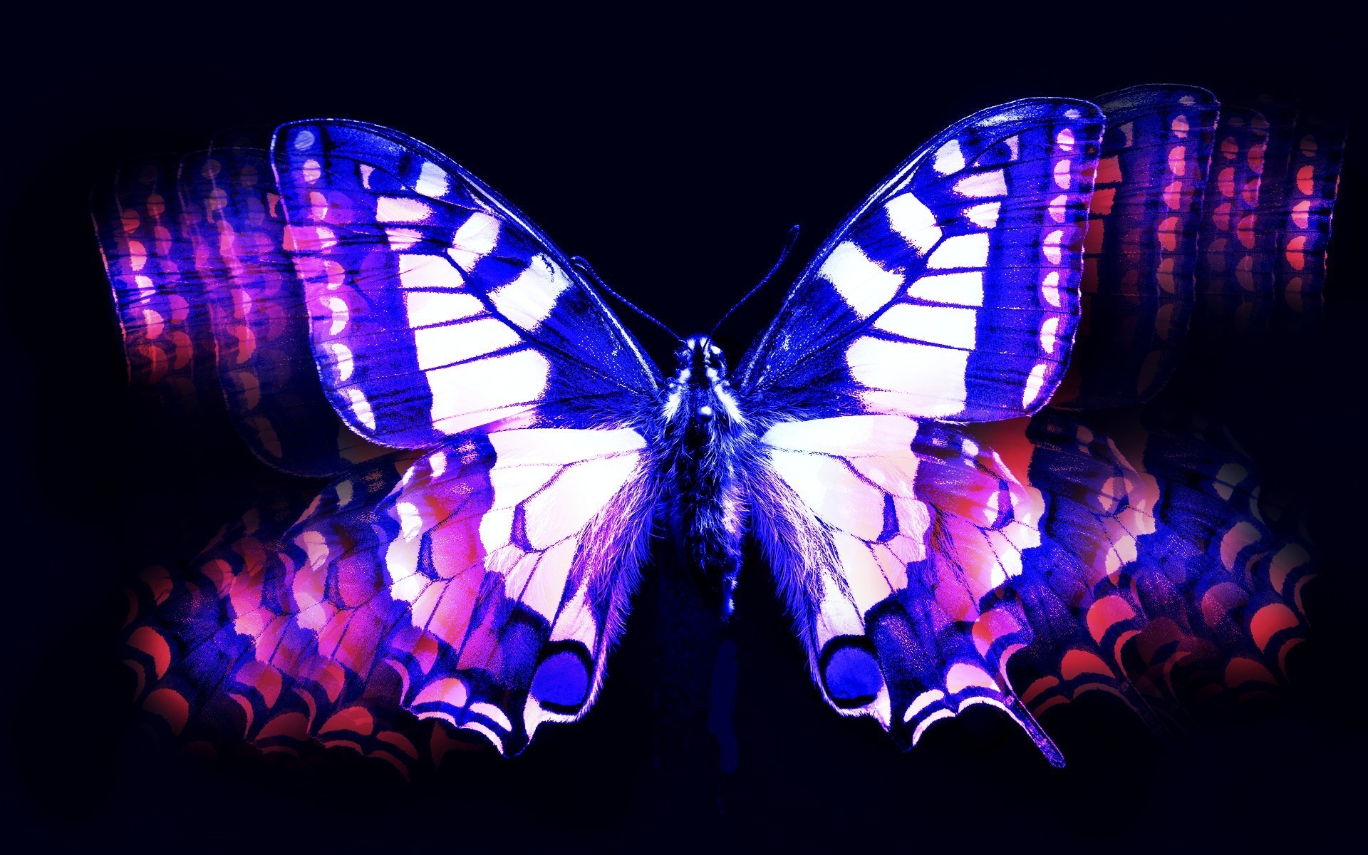 1920x1200 Blue and pink butterfly wallpaper