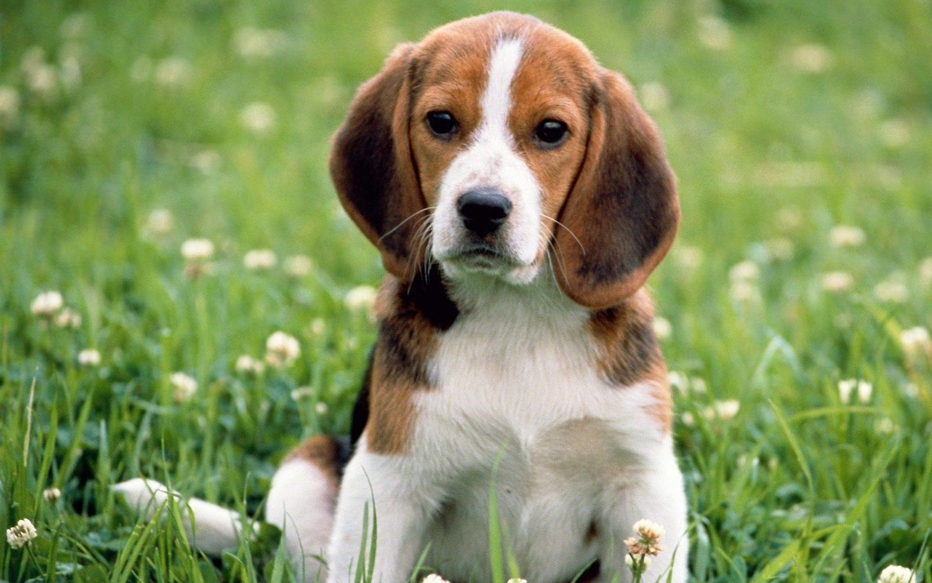 1920x1200 Cute Beagle Puppy In Spring Picture HD Wallpaper