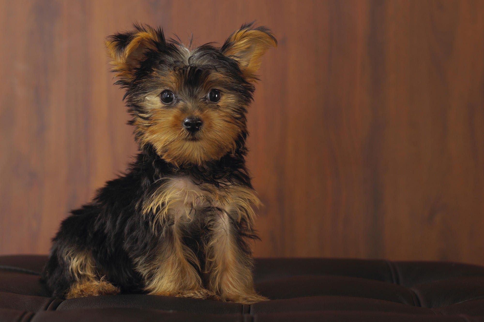 2000x1333 Adorable Yorkshire Terrier Puppy Sitting HD Wallpaper