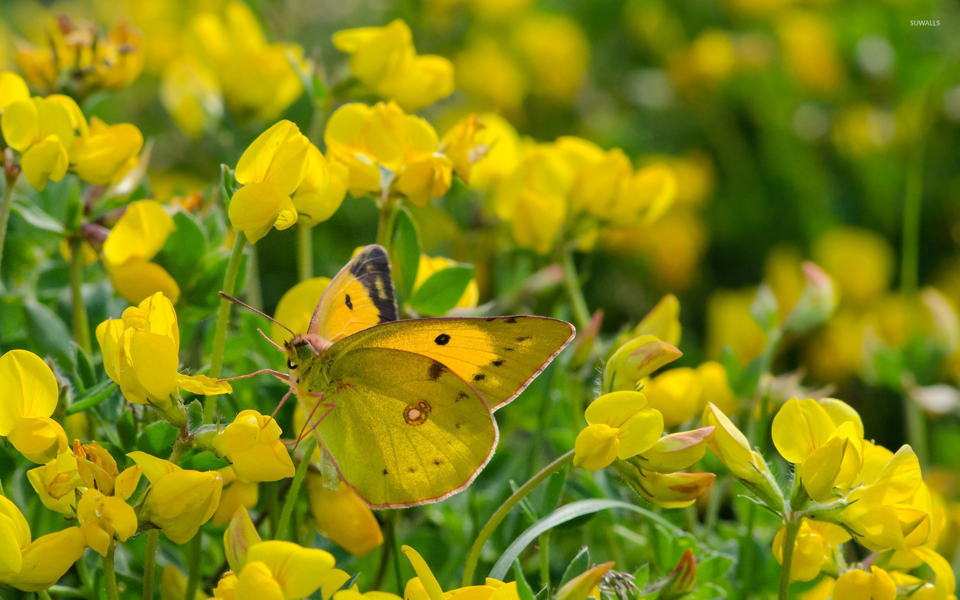 1920x1200 Clouded yellow butterfly wallpaper