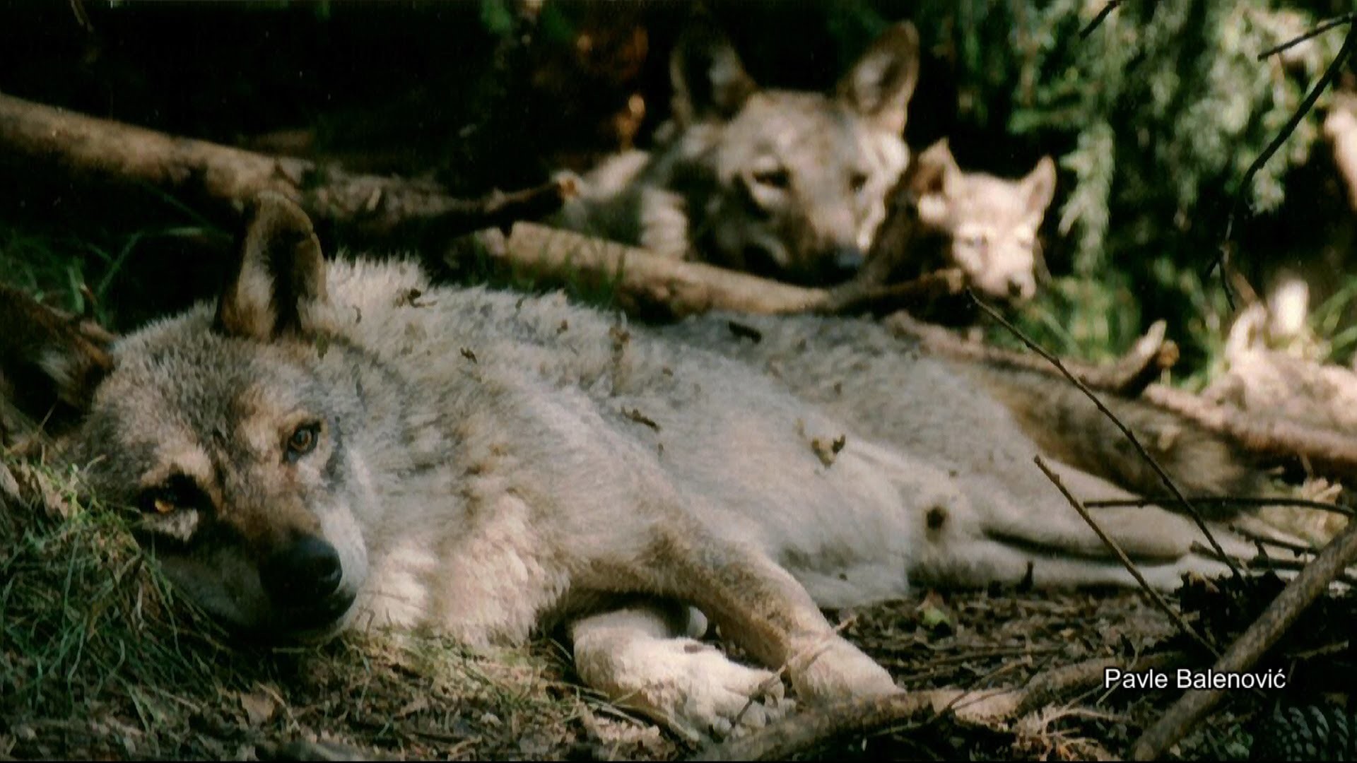 1920x1080 The pack of wolves released into the wild
