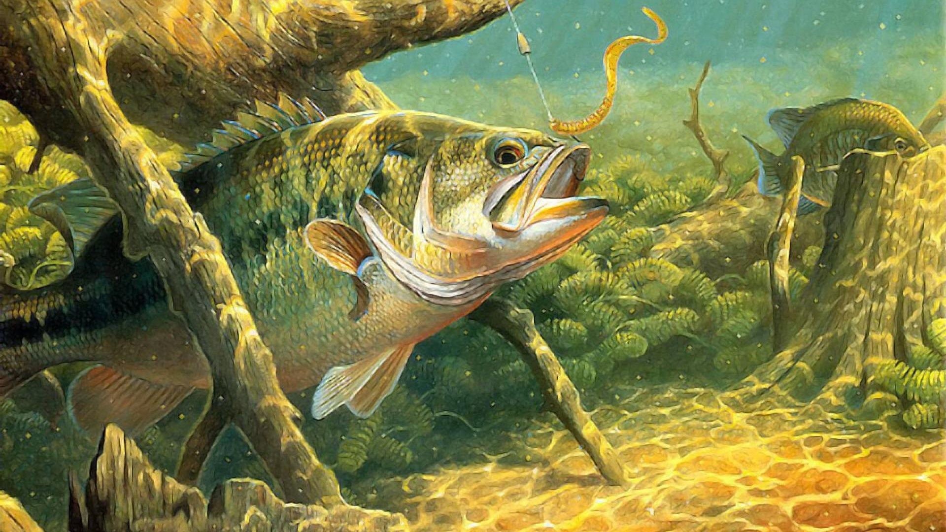 1920x1080 Bass Tag - Sport Lake Underwater River Water Bass Fish Fishes Fishing  Artwork Wallpapers Free Download