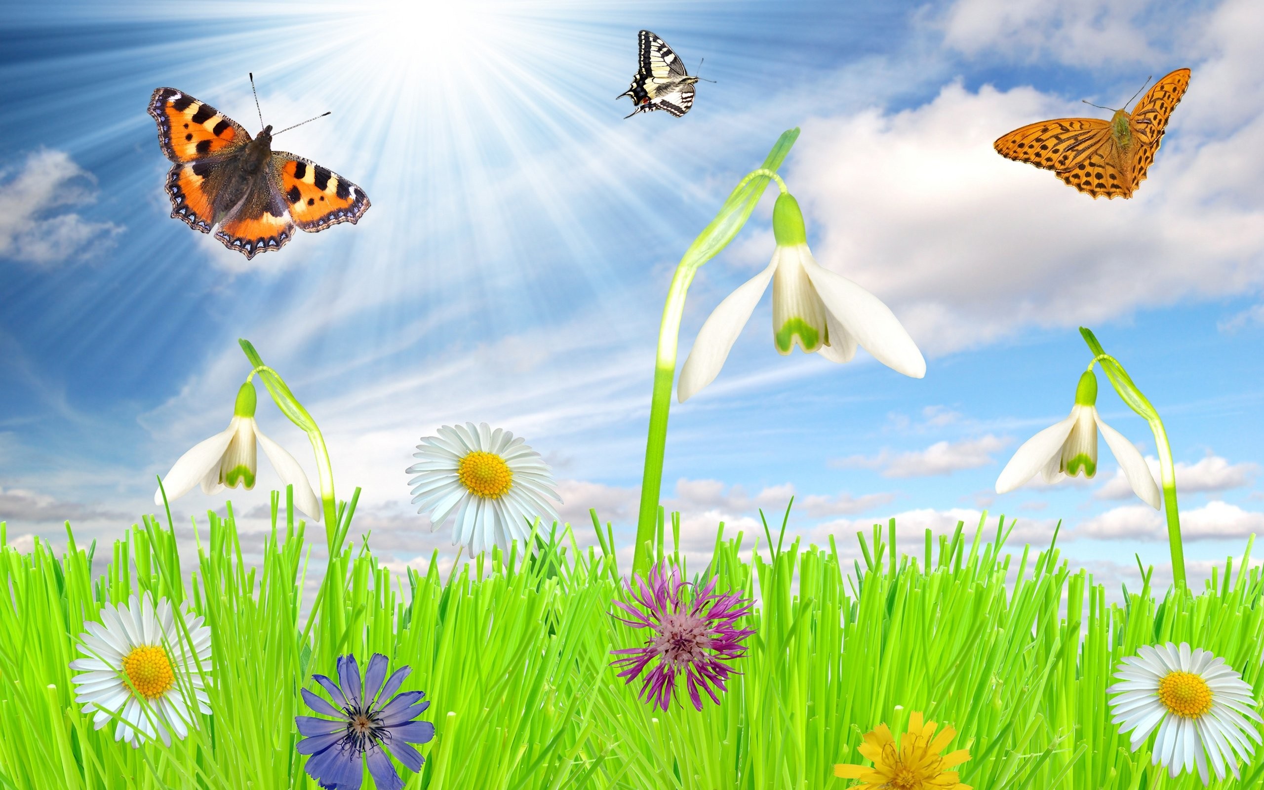 2560x1600 Animated Spring | Animated Spring wallpaper