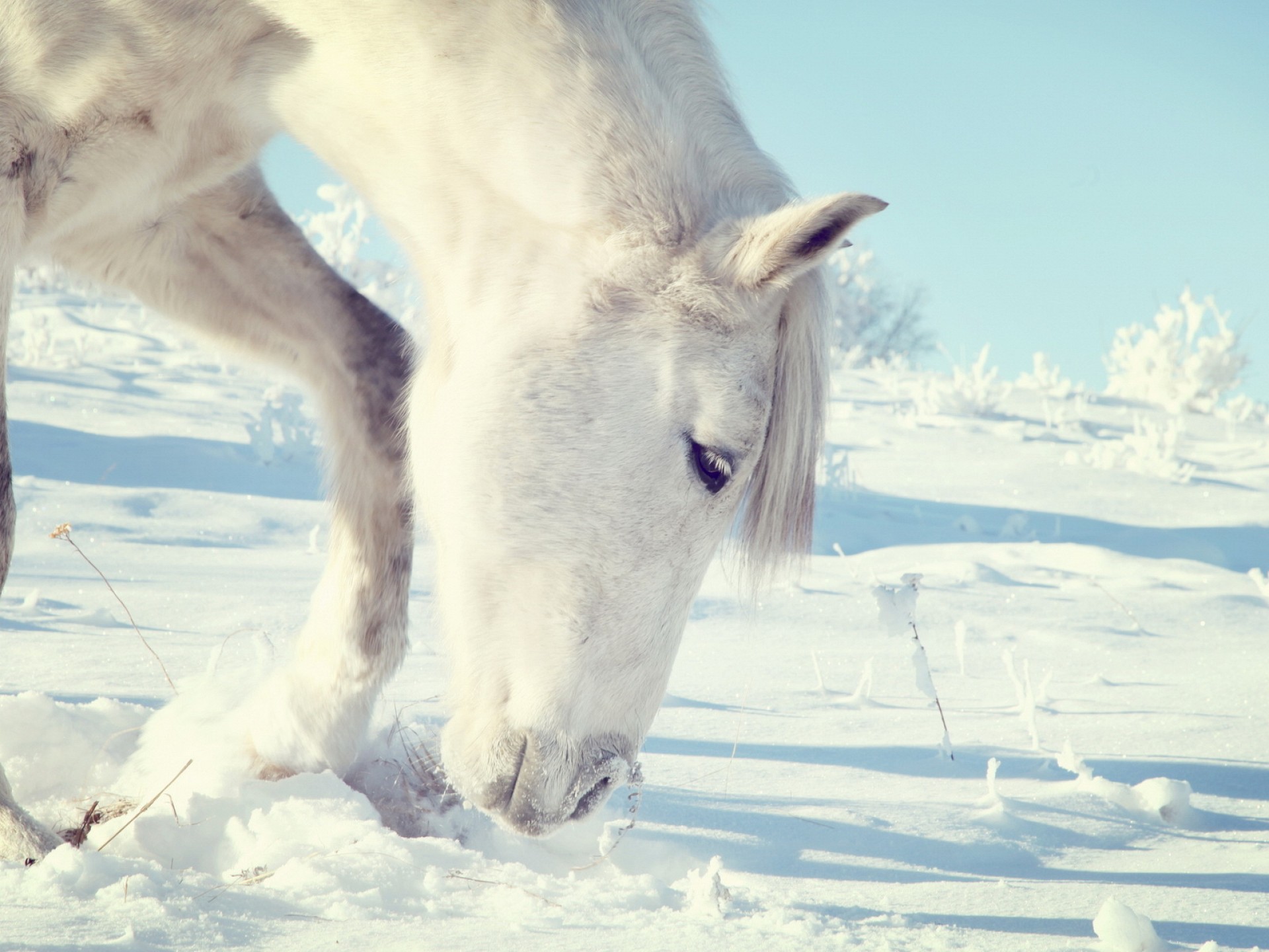 1920x1440 White Horse On The Snow Wallpaper