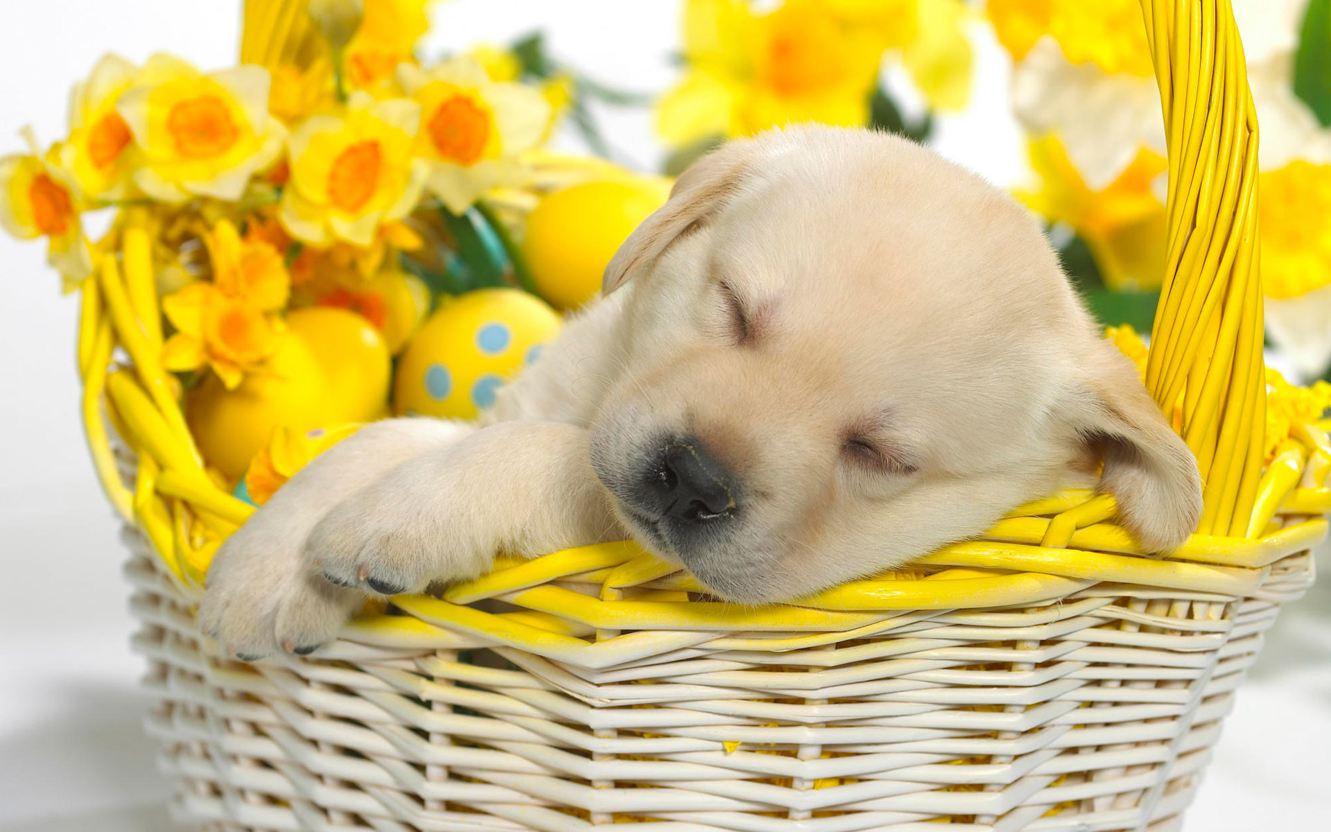 1920x1200 Springtime Snooze Wallpapers | HD Wallpapers