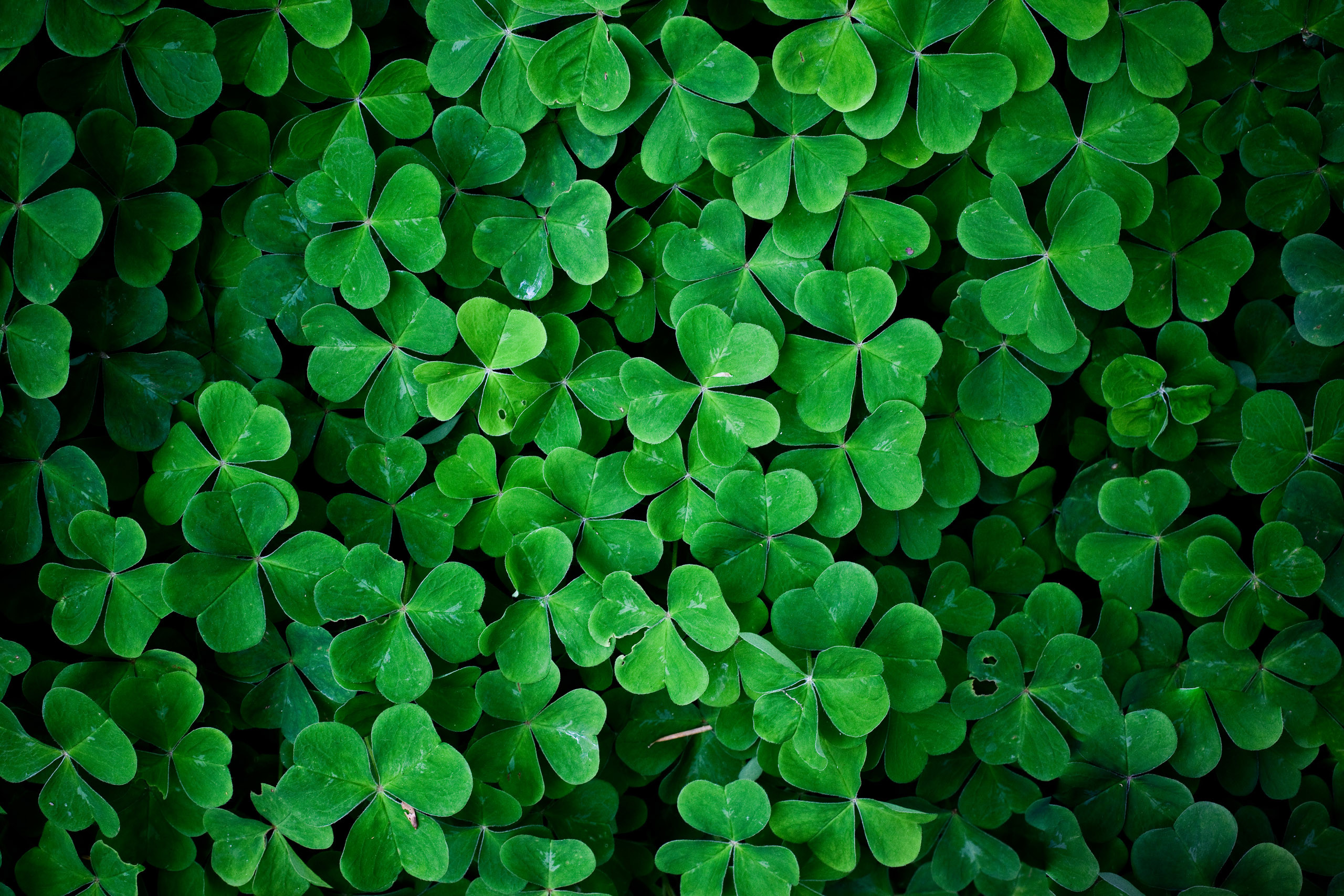 2560x1707 Green-leaves-clover-wall-HD-nature-wallpaper-001