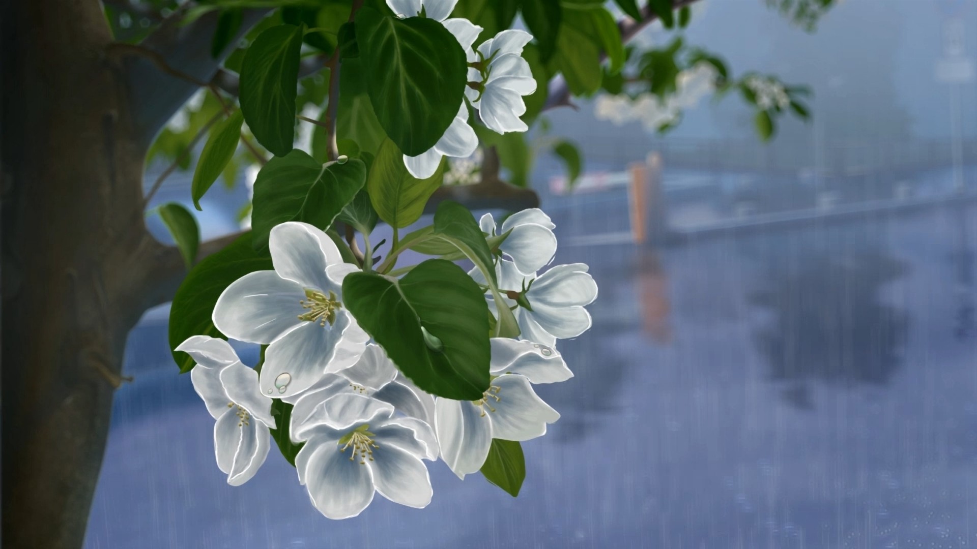 1920x1080 Cherry Blooms In The Rain HD Desktop Background