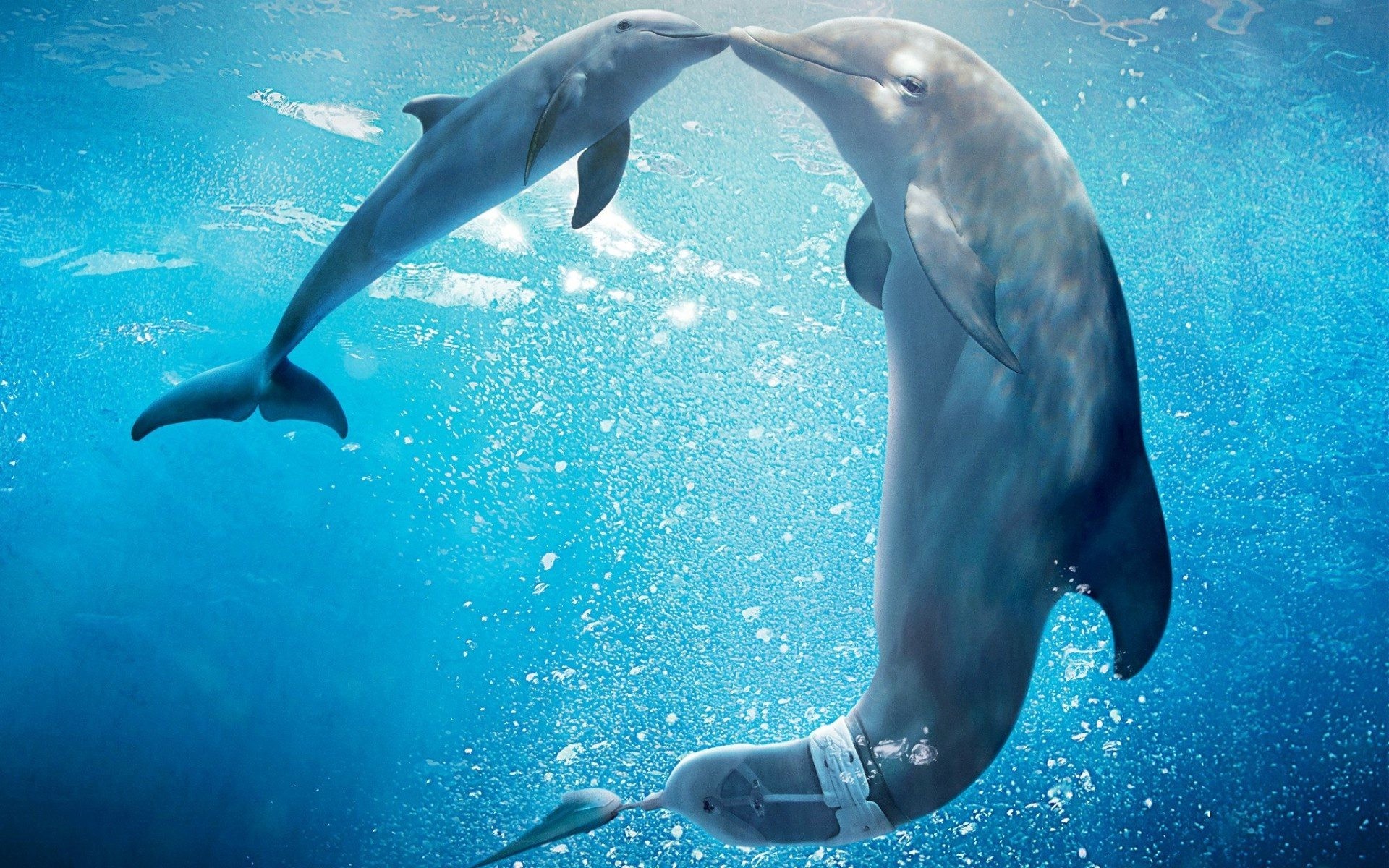 1920x1200  Dolphin Underwater Wallpapers Photos