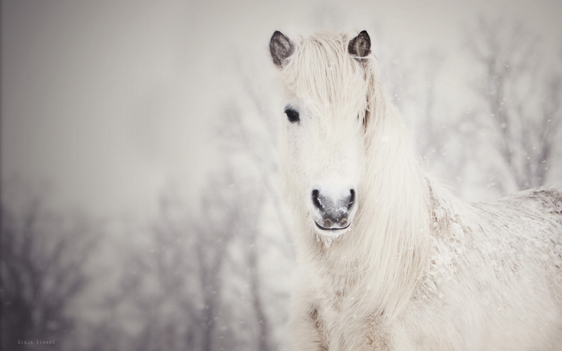 1920x1200 Winter Snow Horse