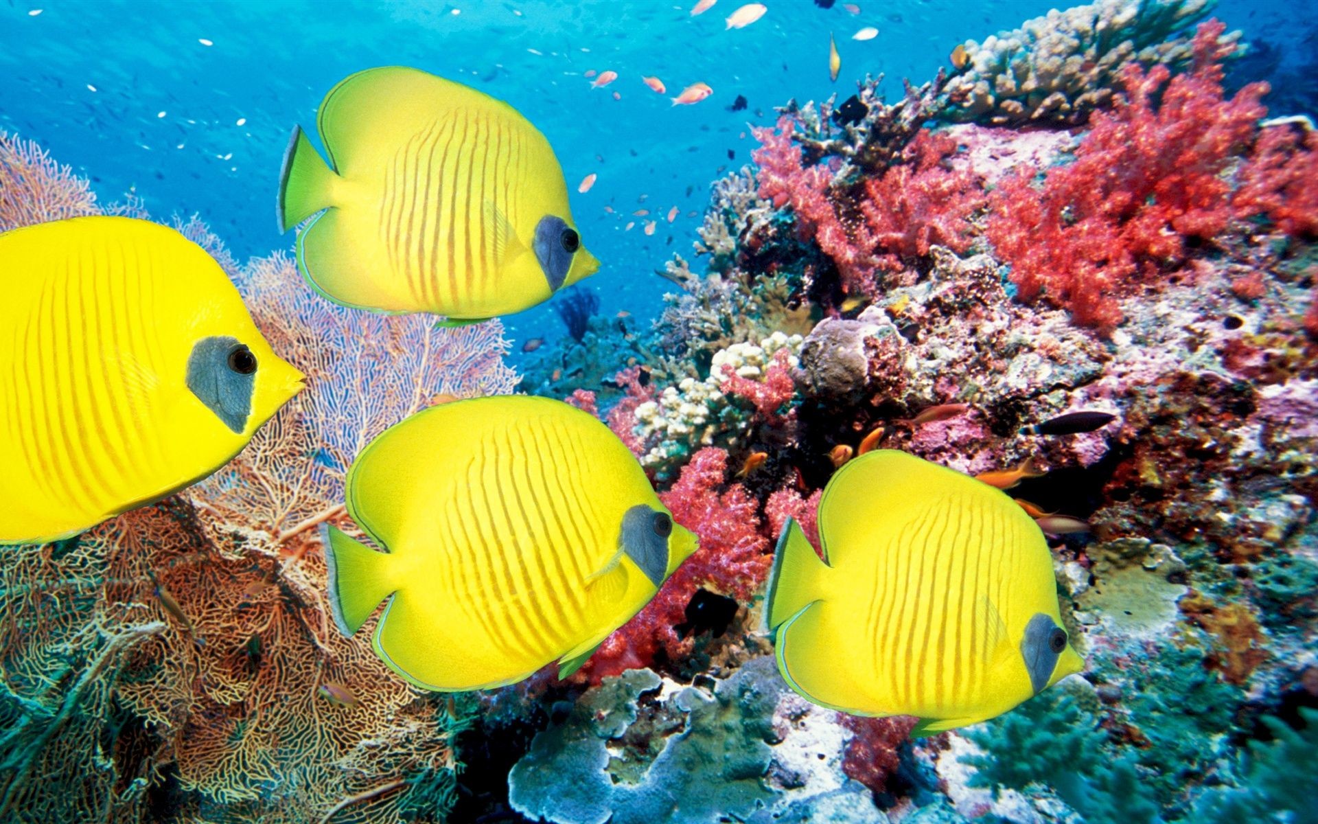 1920x1200 Underwater world of tropical fish and corals Wallpaper
