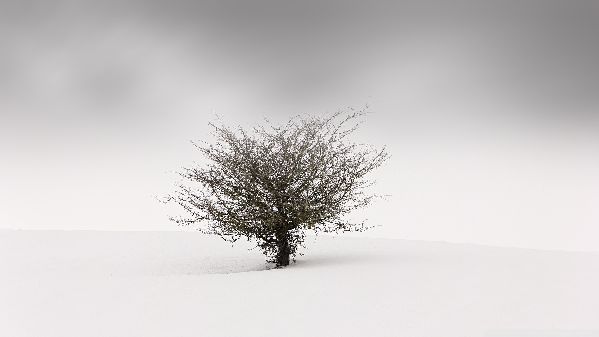 2048x1152 One Tree in the Middle of a Snow Field HD Wide Wallpaper for 4K UHD  Widescreen