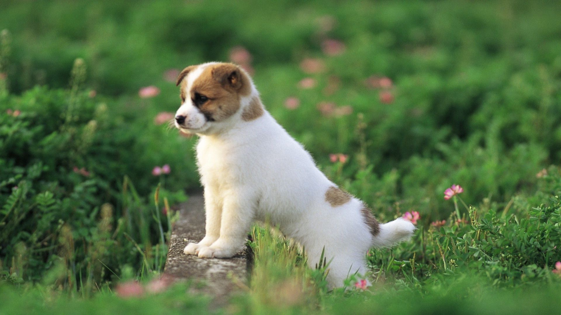 1920x1080 ... 17 Best Ideas About Cute Puppy Wallpaper On Pinterest Pug Cute Puppy  Wallpaper