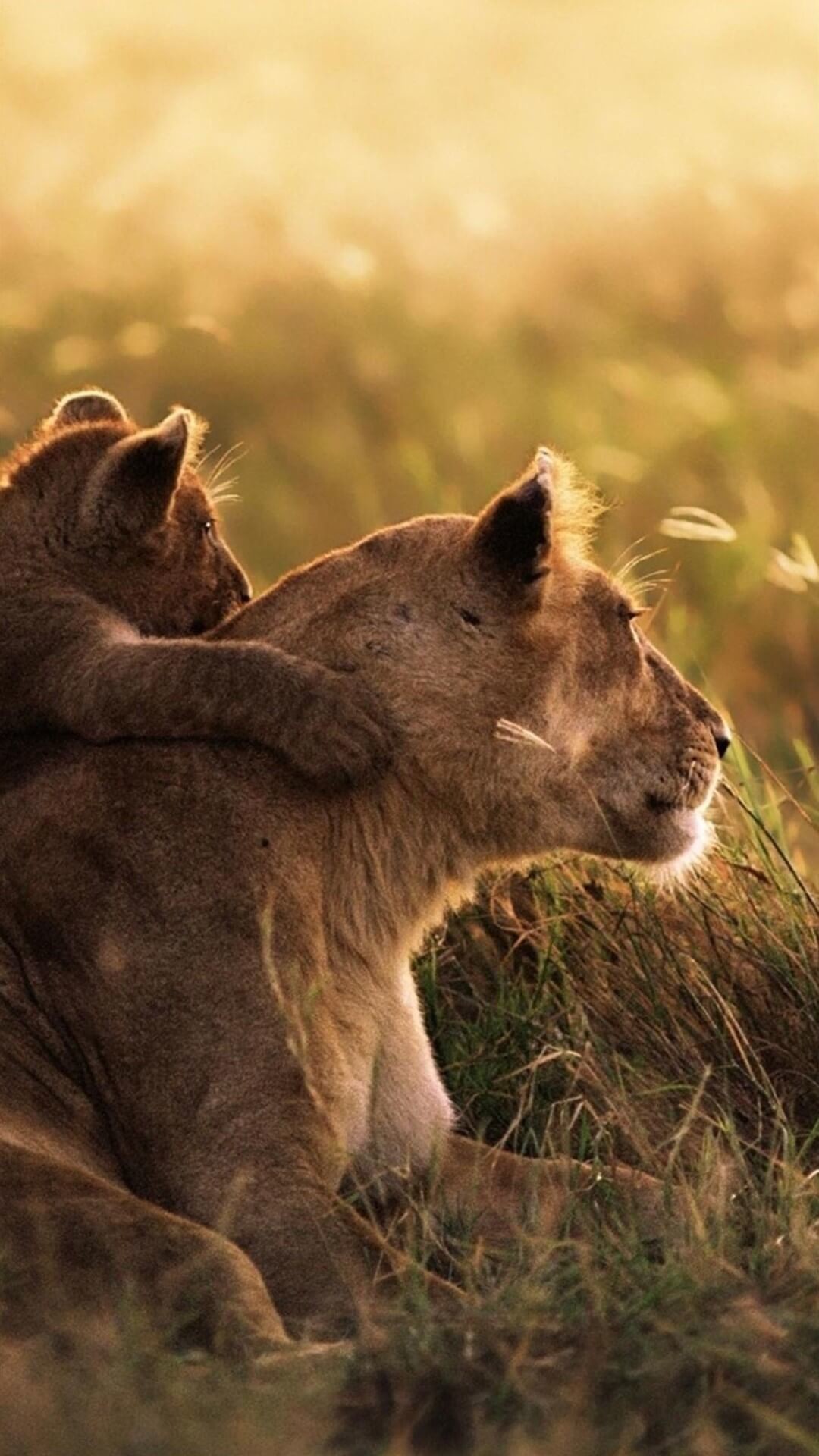 1080x1920 How to download HD Lioness Cub iPhone Wallpaper:-