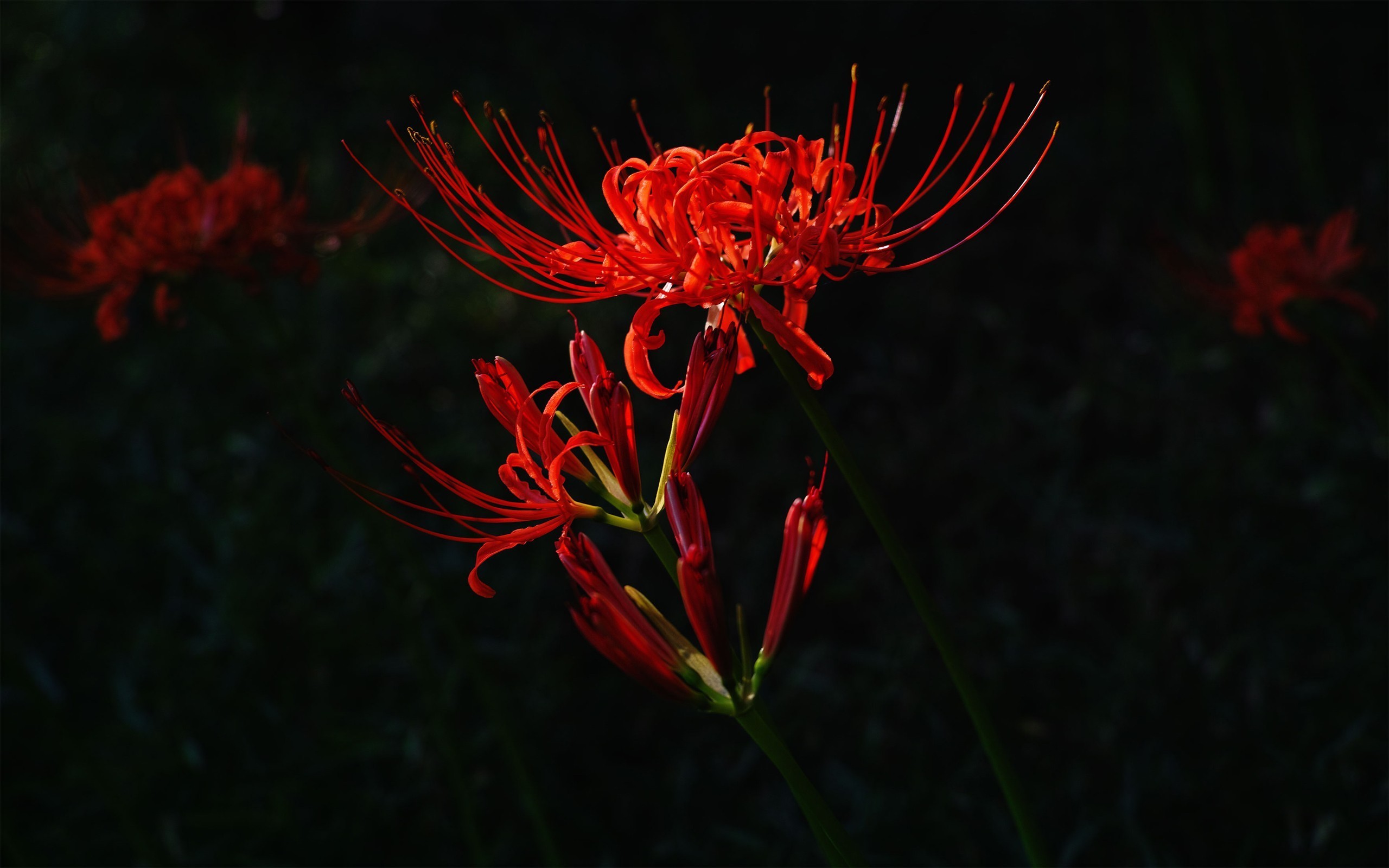 2560x1600 Red flower on dark background wallpapers and images - wallpapers .