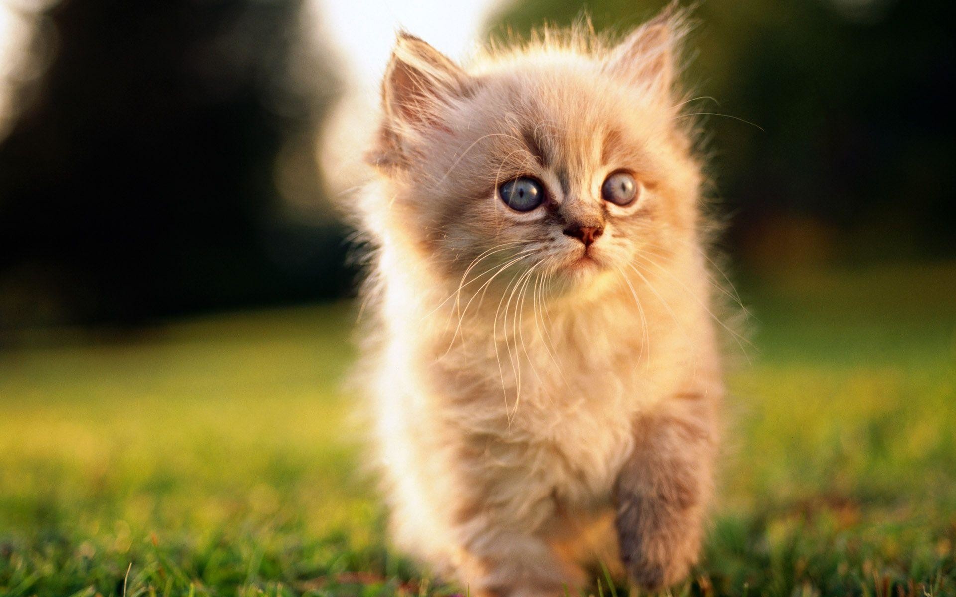 1920x1200 Cute Cats Wallpaper With High Definition Resolutions! | LoePix .
