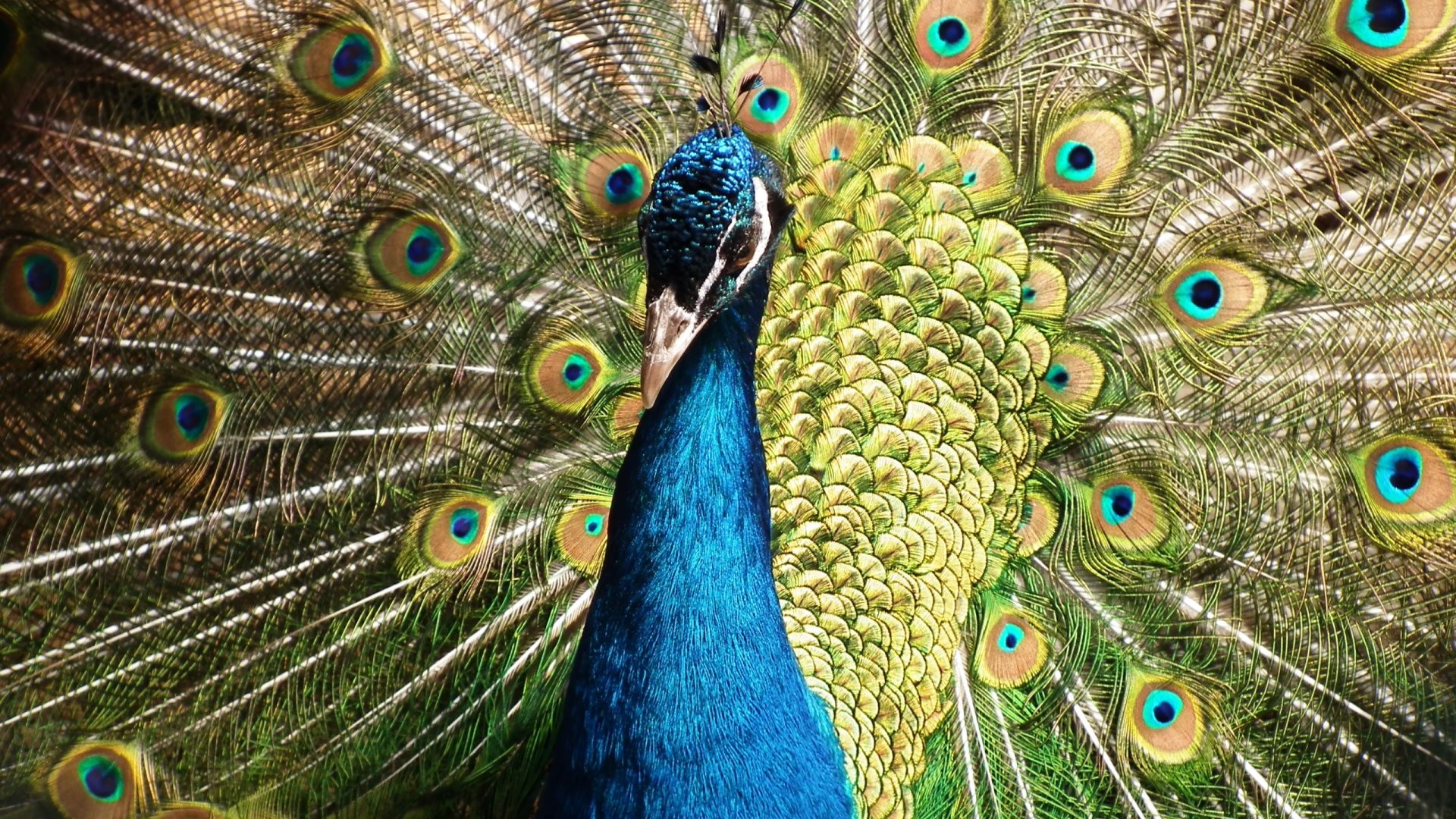 1920x1080 Wallpaper: Peacock. High Definition HD 