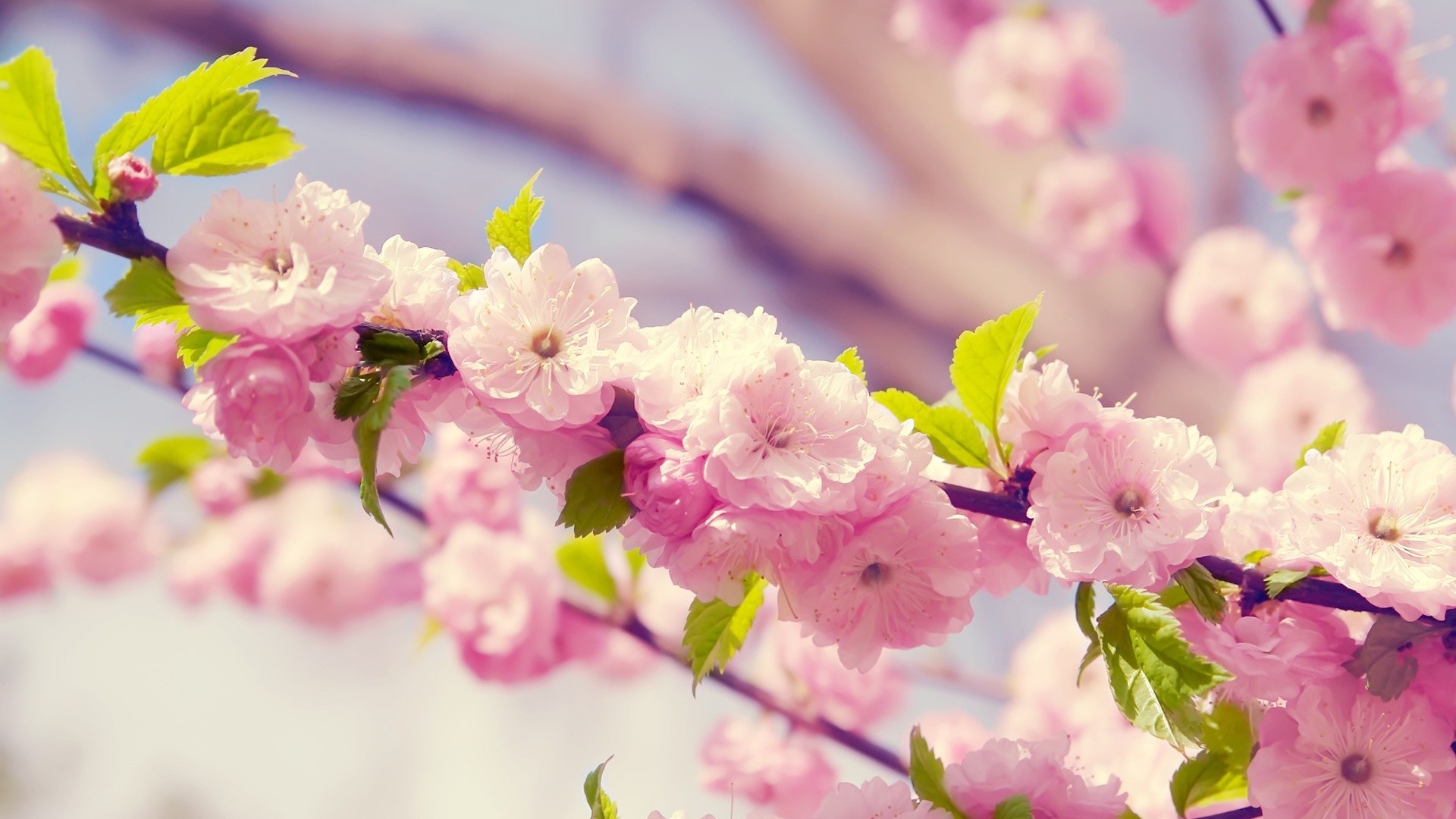 1920x1080  Japanese Cherry Blossom. How to set wallpaper on your desktop?  Click the download link from above and set the wallpaper on the desktop  from your ...