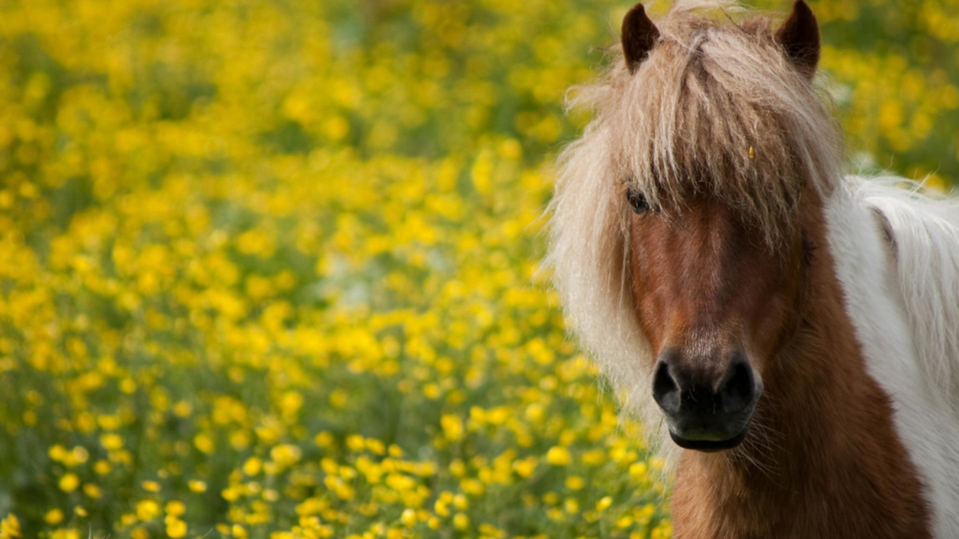 1920x1080 Cute Horses Wallpaper Cute Horse With Long Hair in 