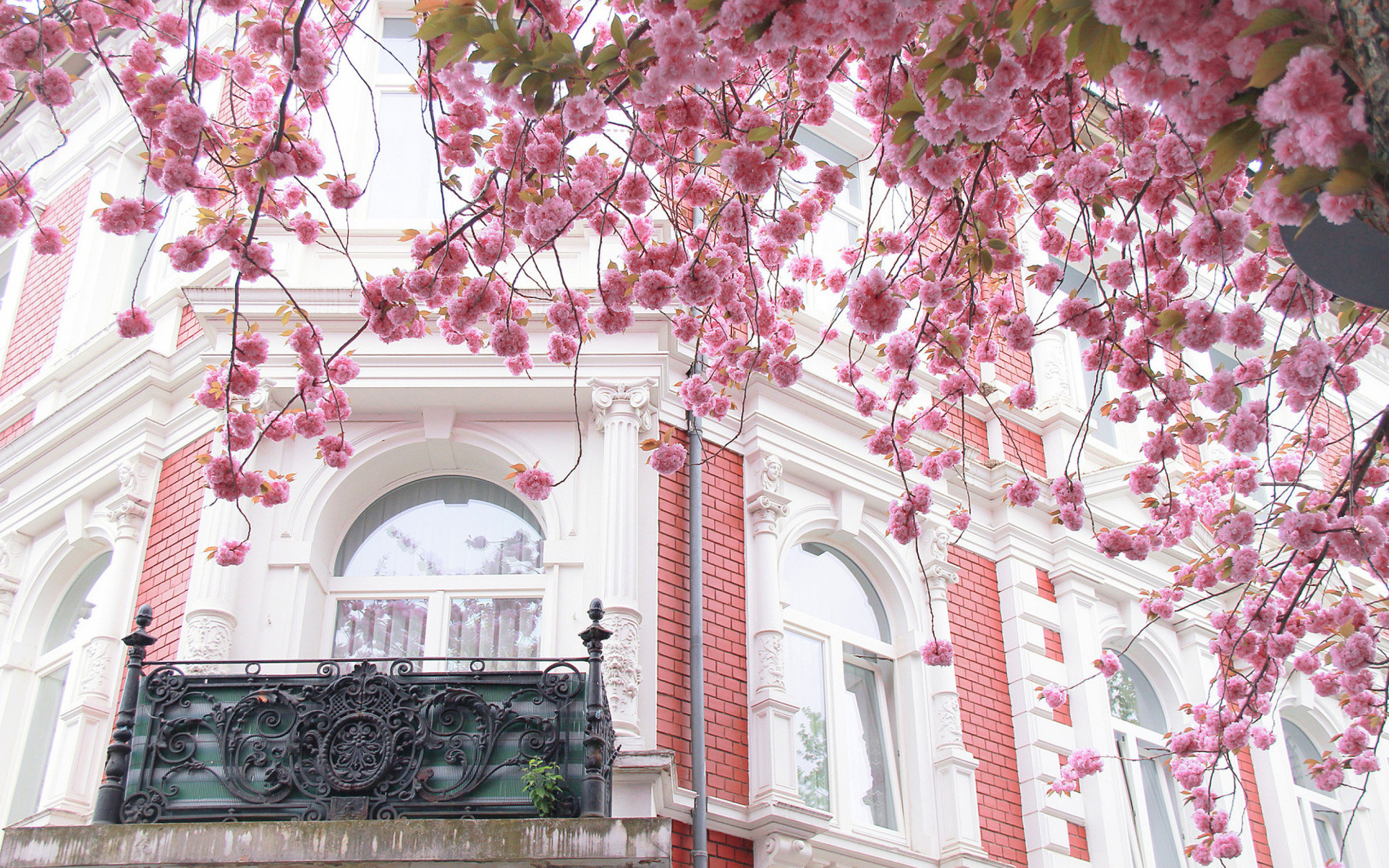 1920x1200 Pink Blossoms against White and Pink House
