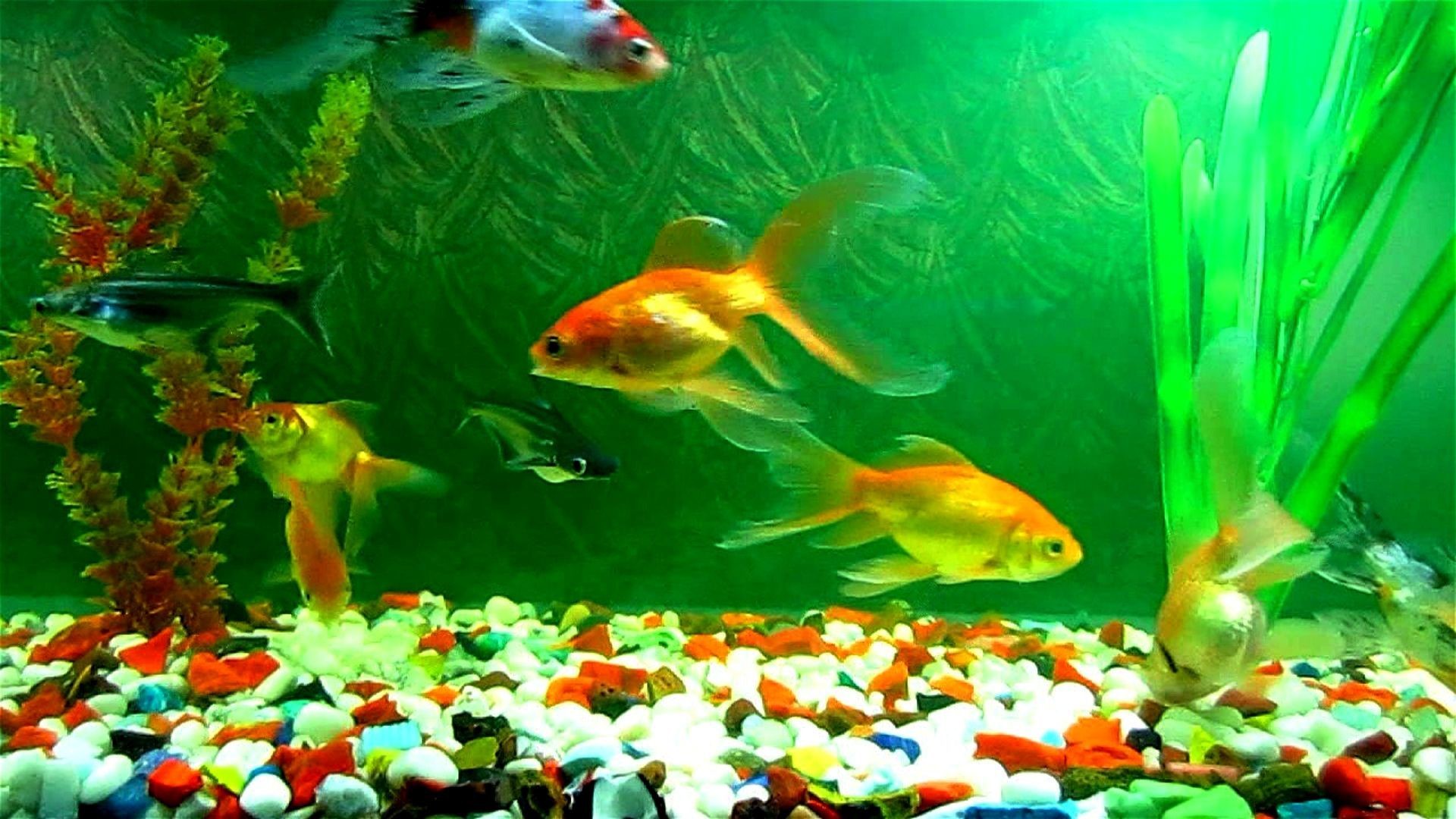 1920x1080 wallpaper.wiki-Fish-Tank-Pictures-PIC-WPB004718