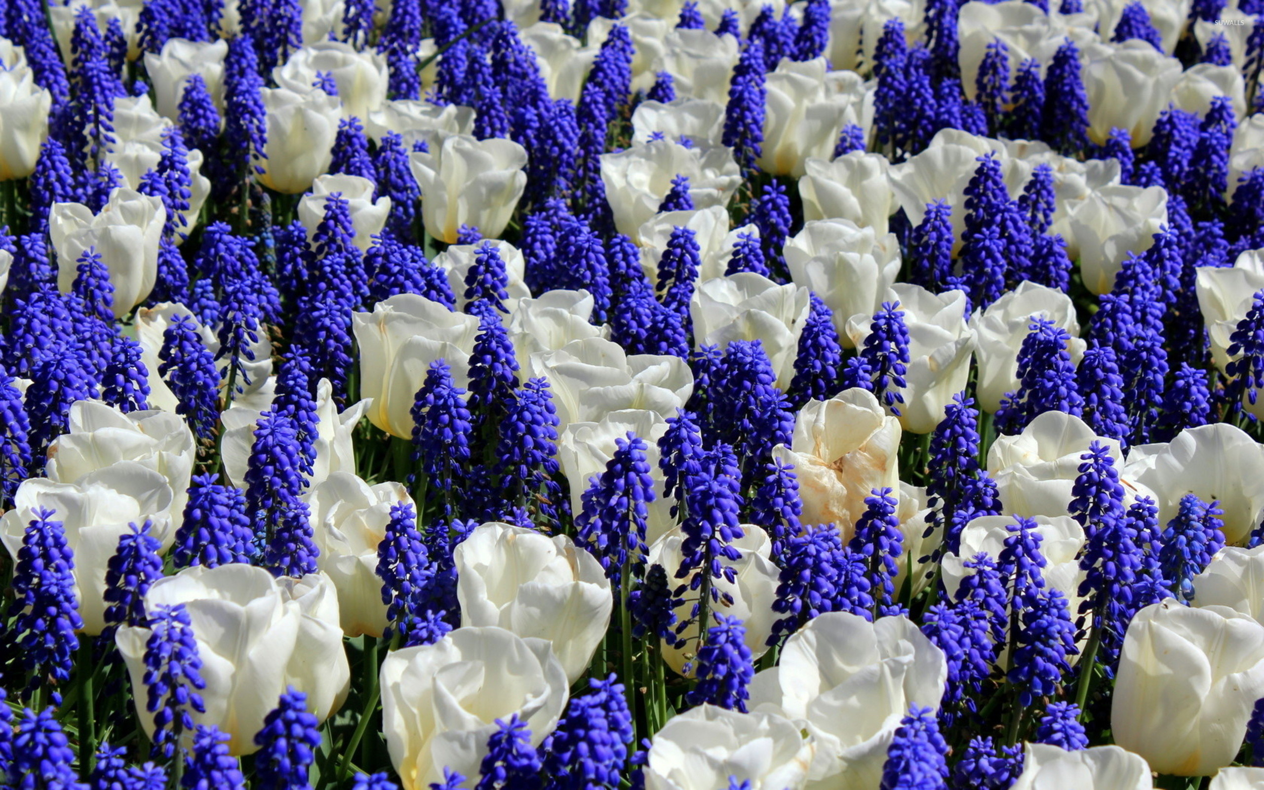 2560x1600 Tulips and grape hyacinth wallpaper