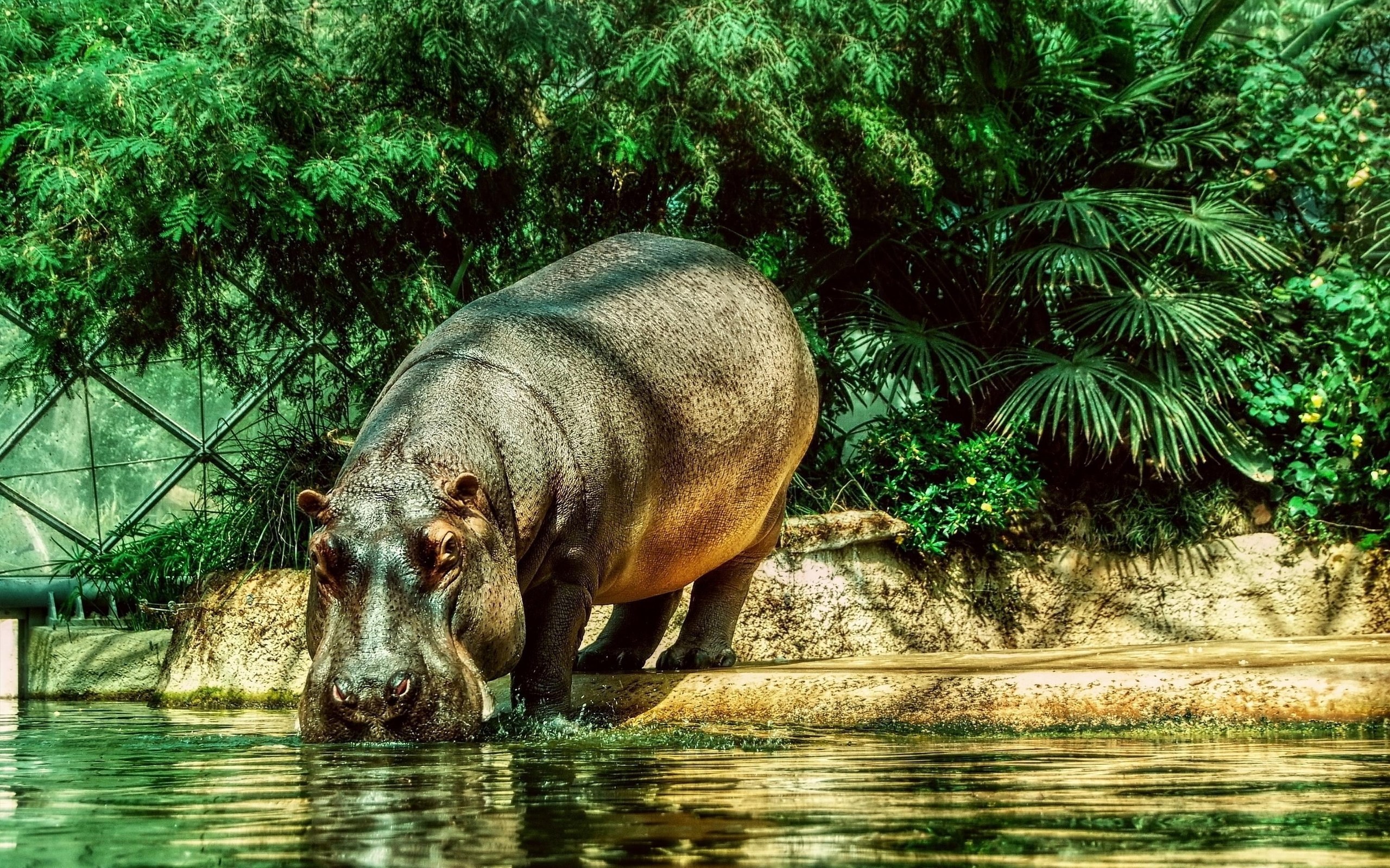 2560x1600 Animal - Hippo Wallpaper