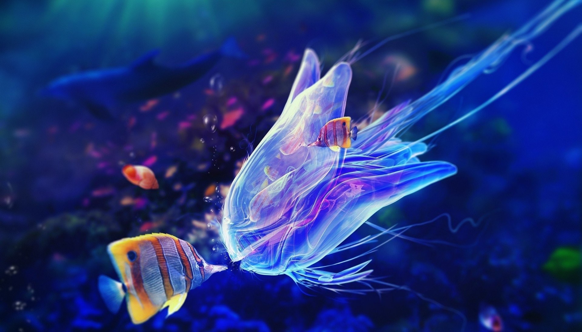 1920x1095 underwater fish medusa