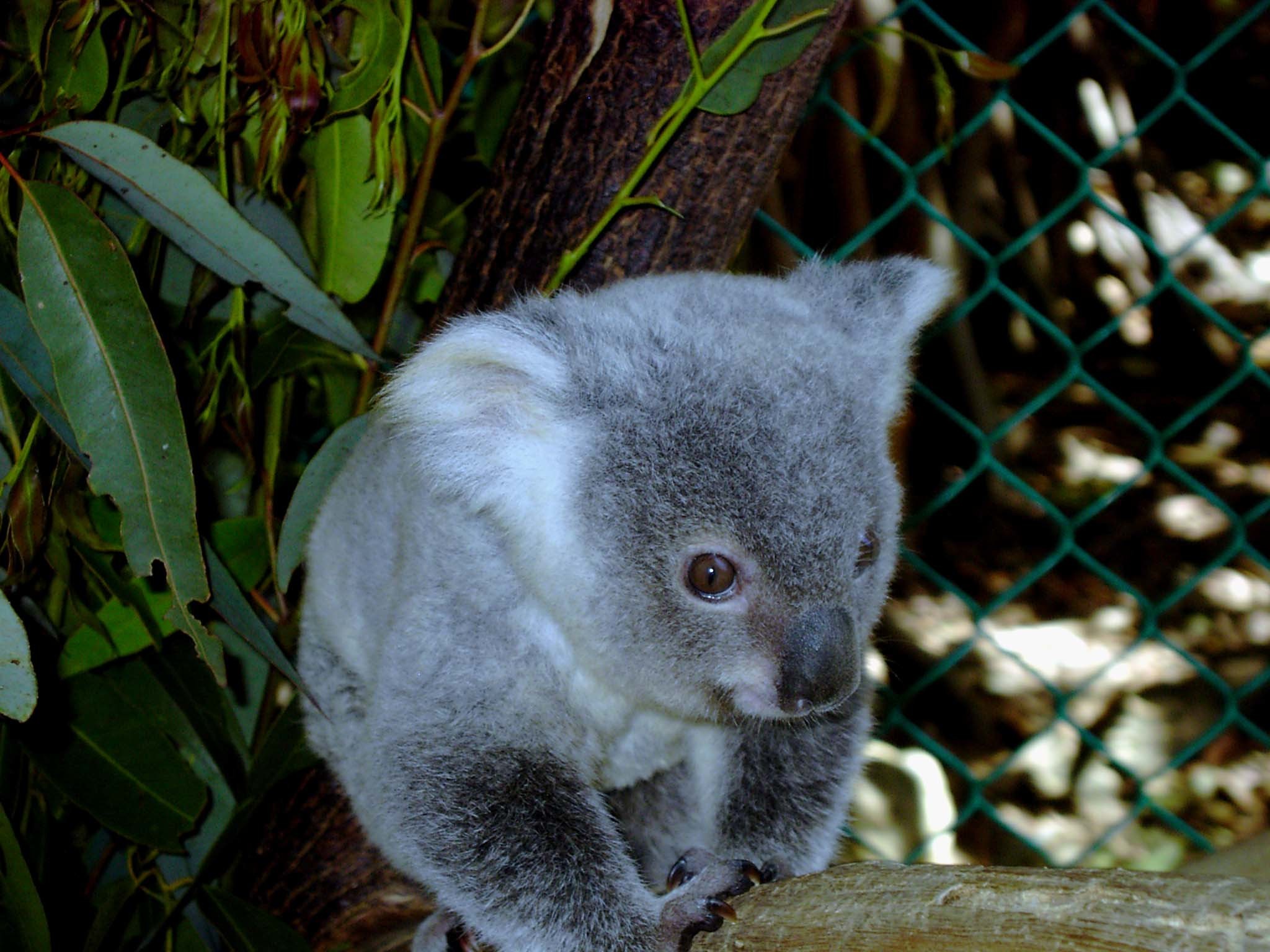 2048x1536 A baby Koala.