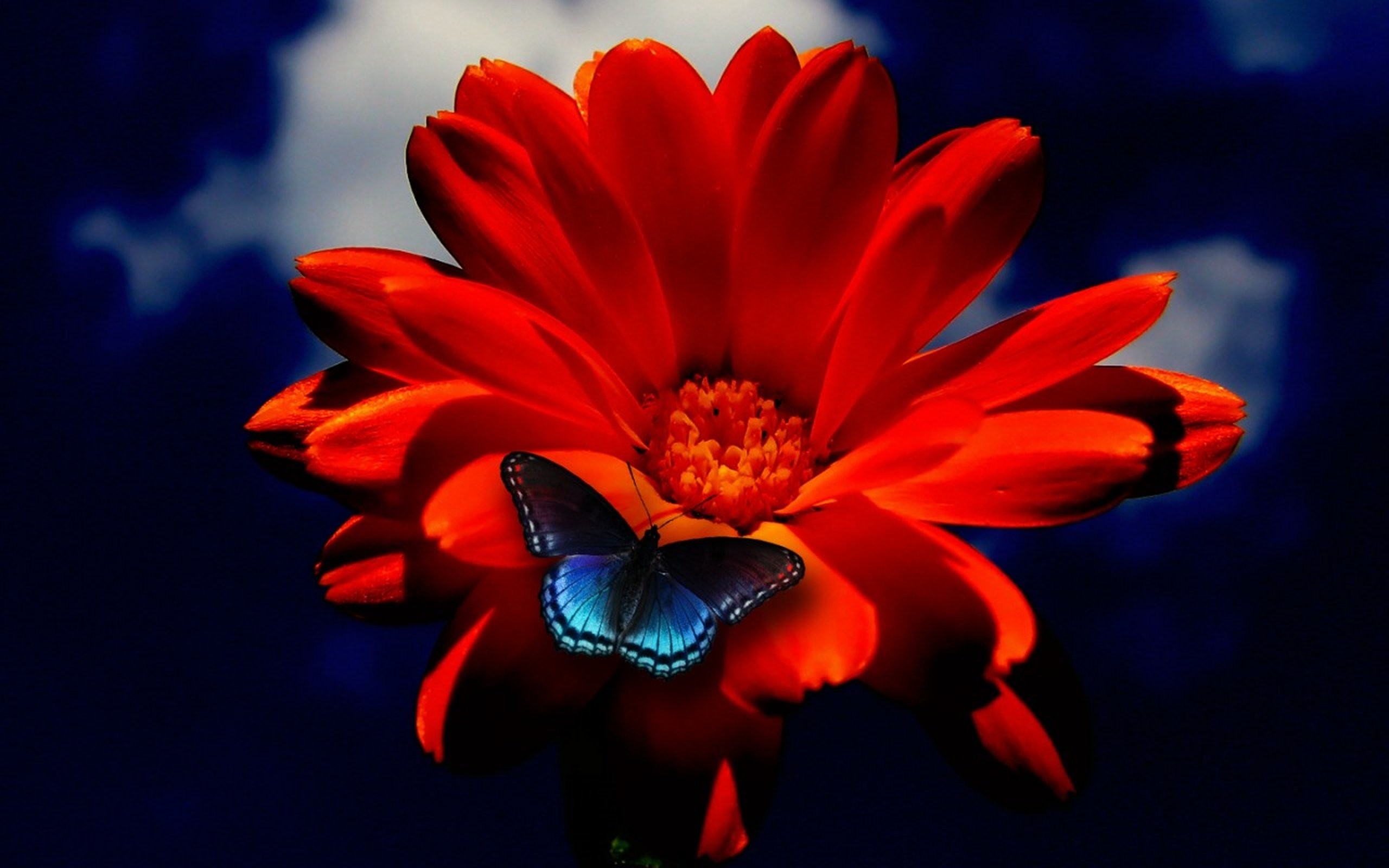 2560x1600 Red orange flower blue butterfly wallpaper |  | 467639 |  WallpaperUP