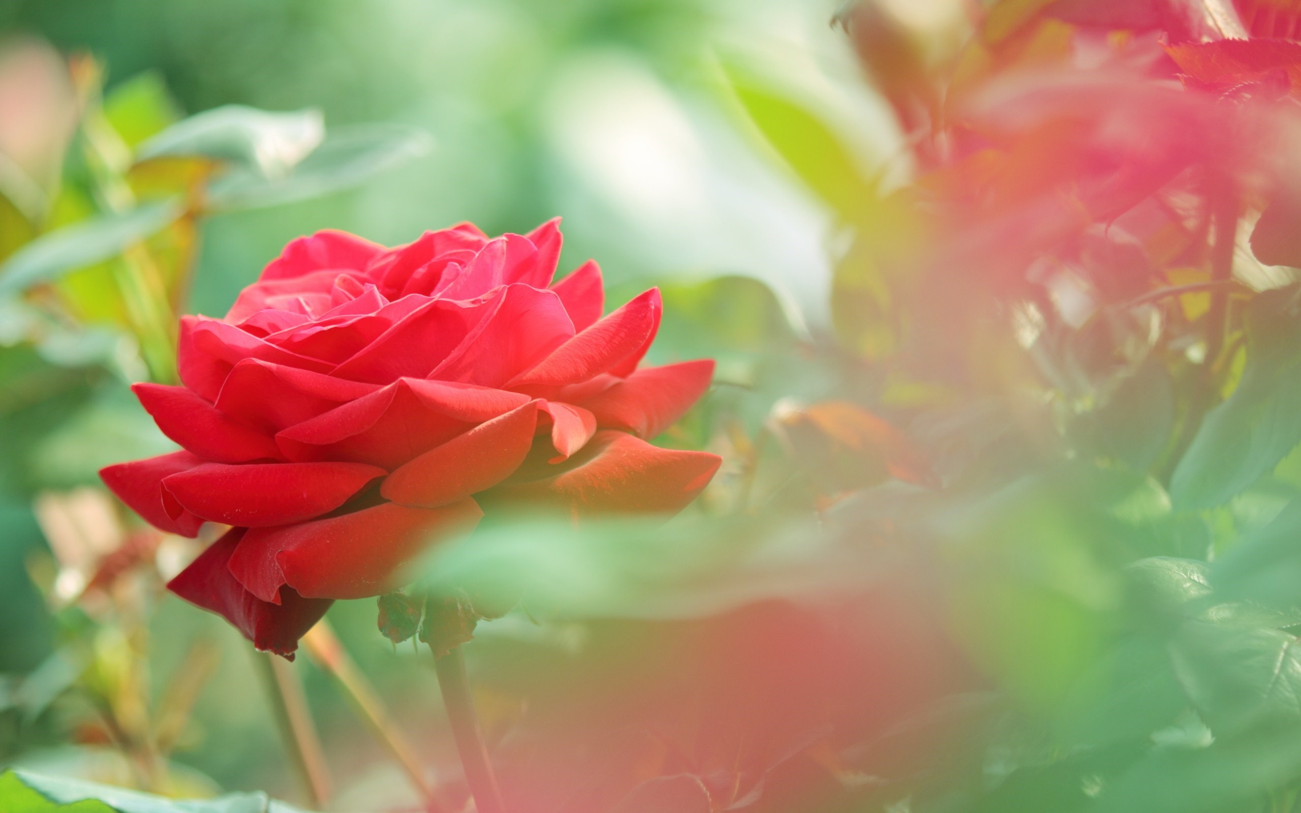 2560x1600 beautiful red rose flower photo hd wallpaper