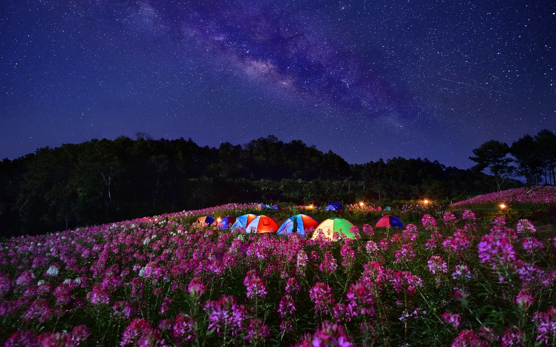 1920x1200 Photography - Camping Field Flower Sky Milky Way Starry Sky Stars Wallpaper