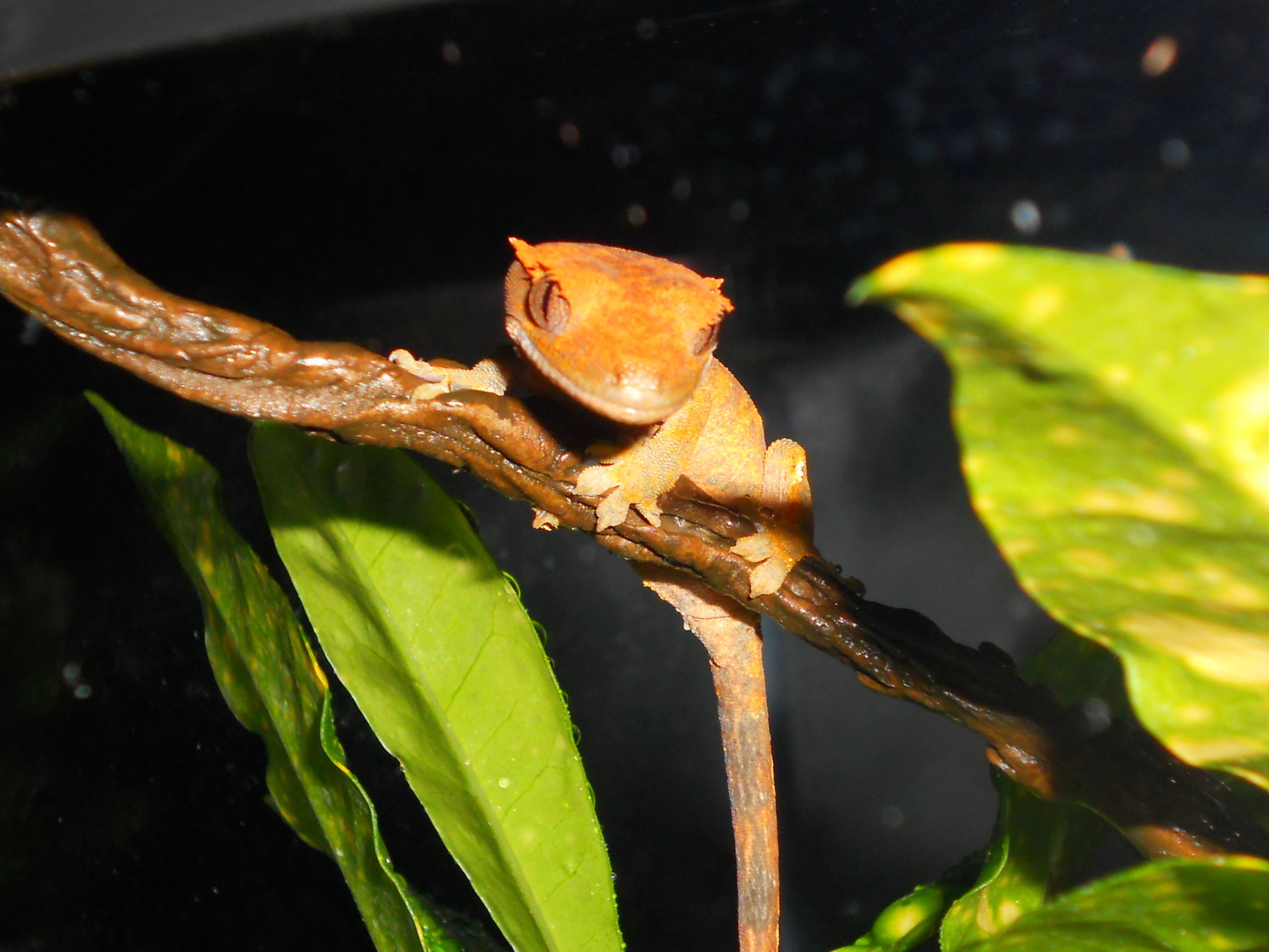 2560x1920 Reptiles images Skeeter; Crested Gecko HD wallpaper and background photos