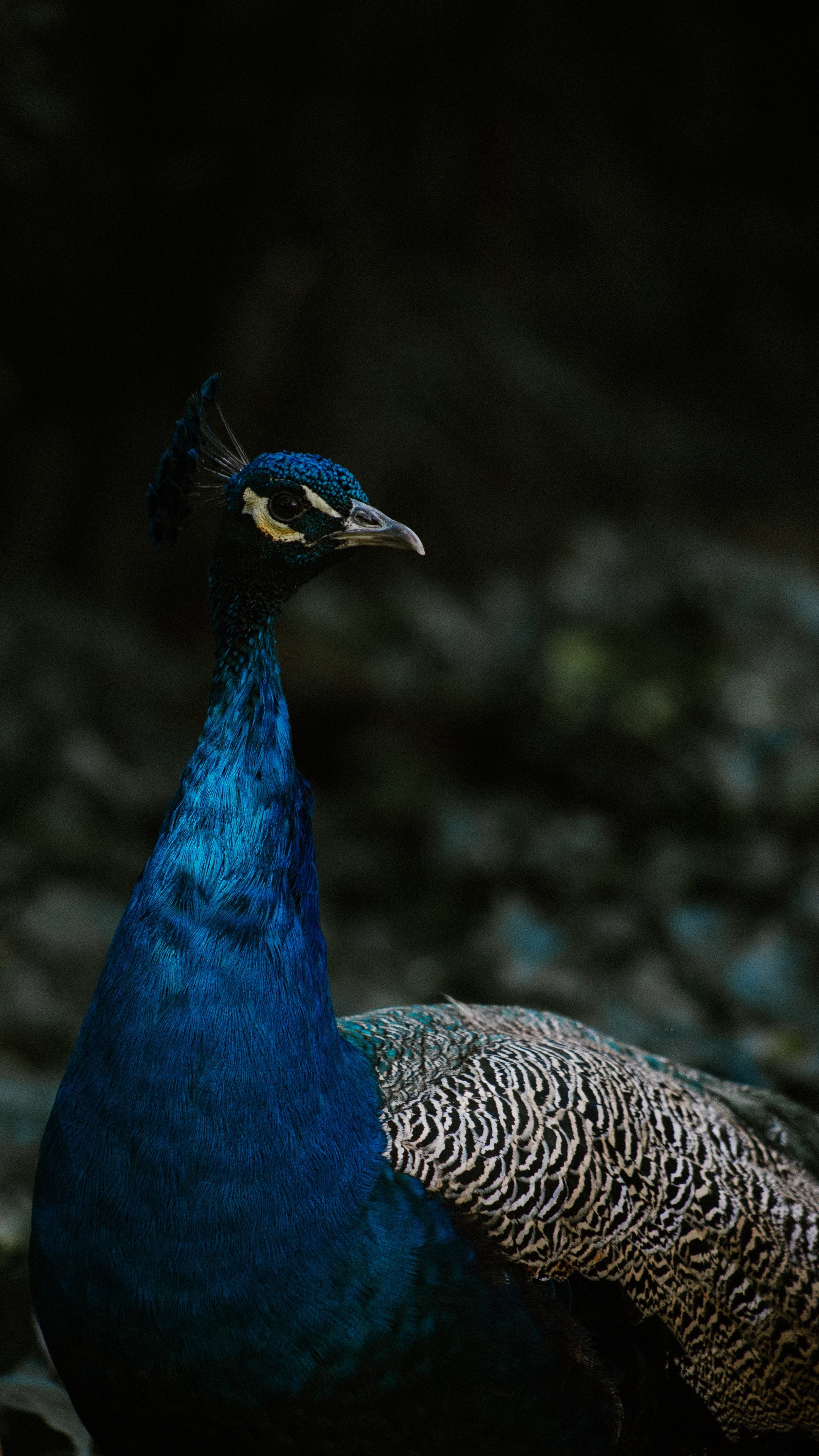 2160x3840  Wallpaper peacock, bird, feathers, color