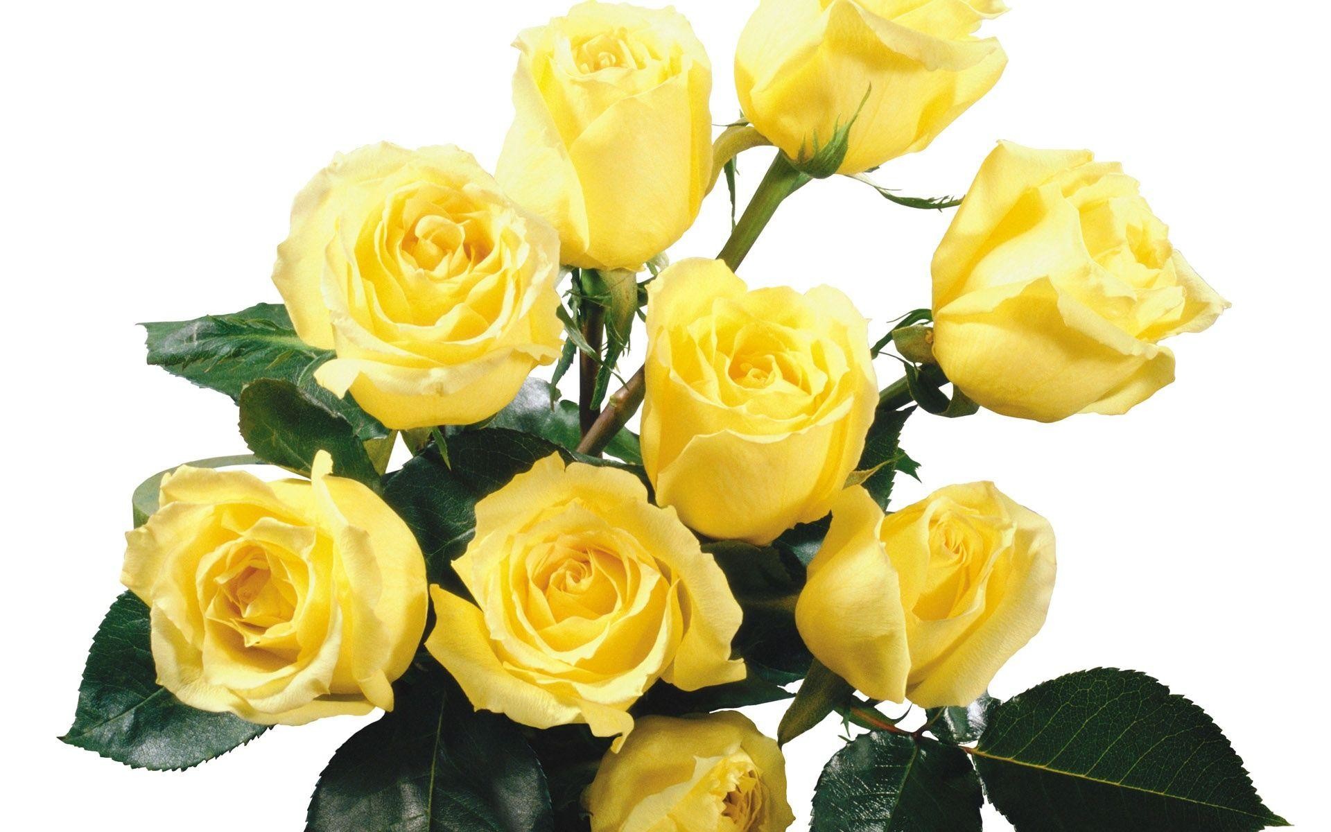 1920x1200 Yellow Roses Wallpapers | Wallpapers Top 10