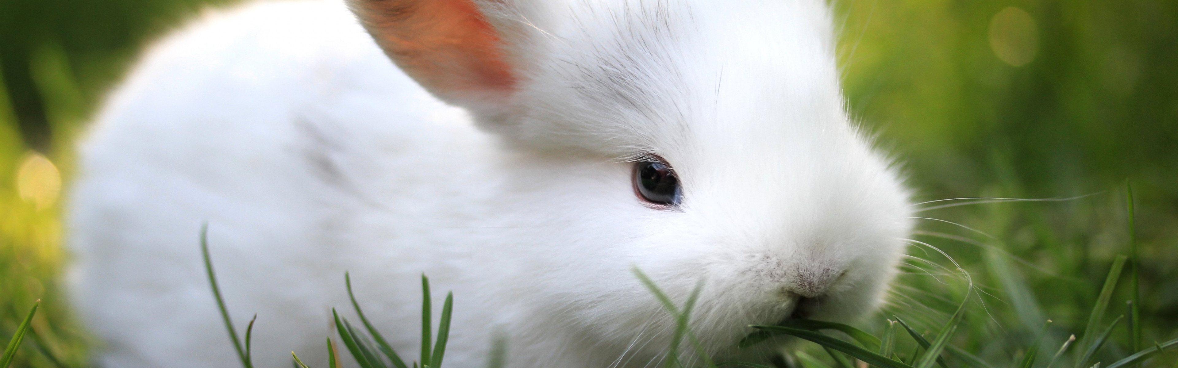 3840x1200  Wallpaper rabbit, grass, food, cute