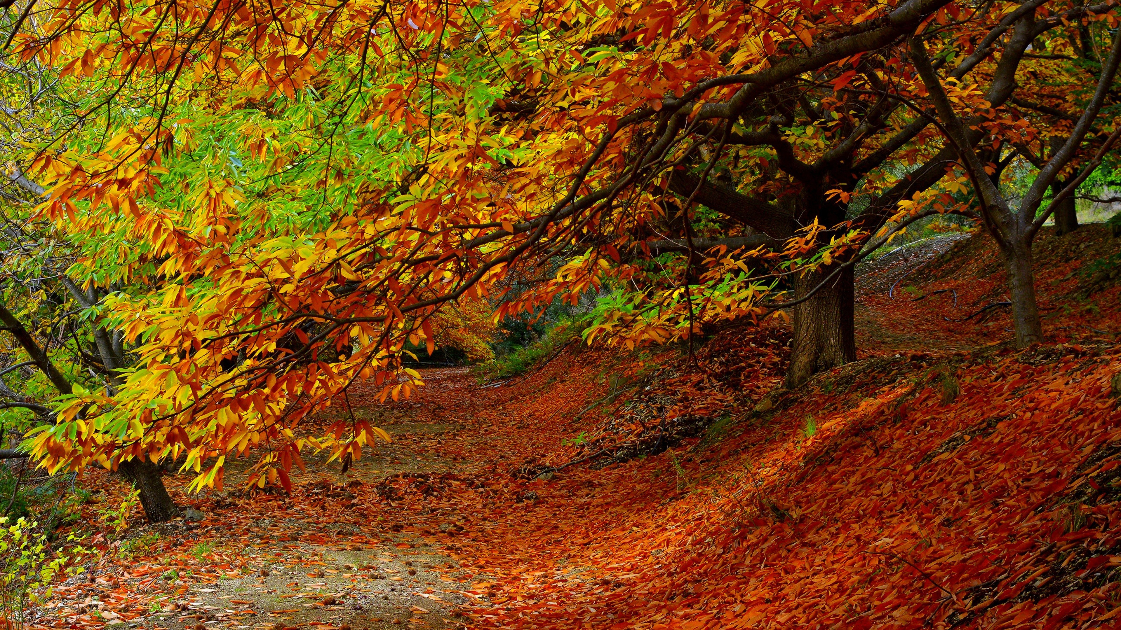 3840x2160 Preview wallpaper forest, autumn, foliage, trees 