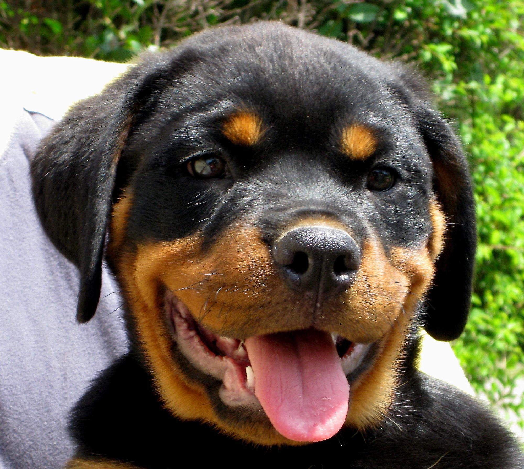 2000x1790 Filerottweiler Puppy Face Wallpaper And Pictures Of Rottweiler Puppies Hd  For Mobile Phones