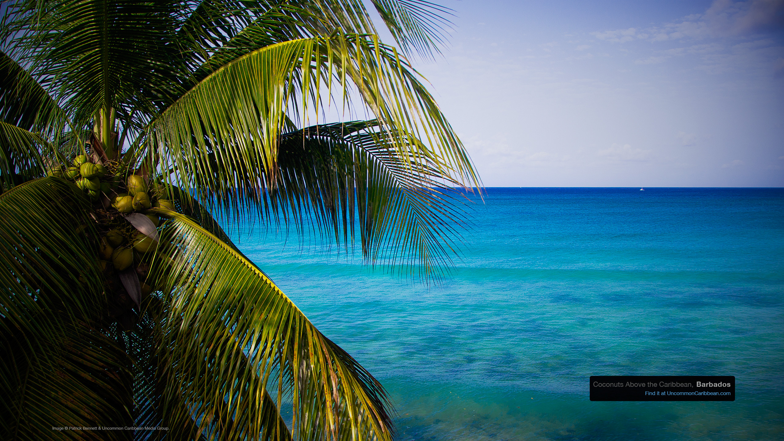 2560x1440 Coconuts Above the Caribbean, Barbados