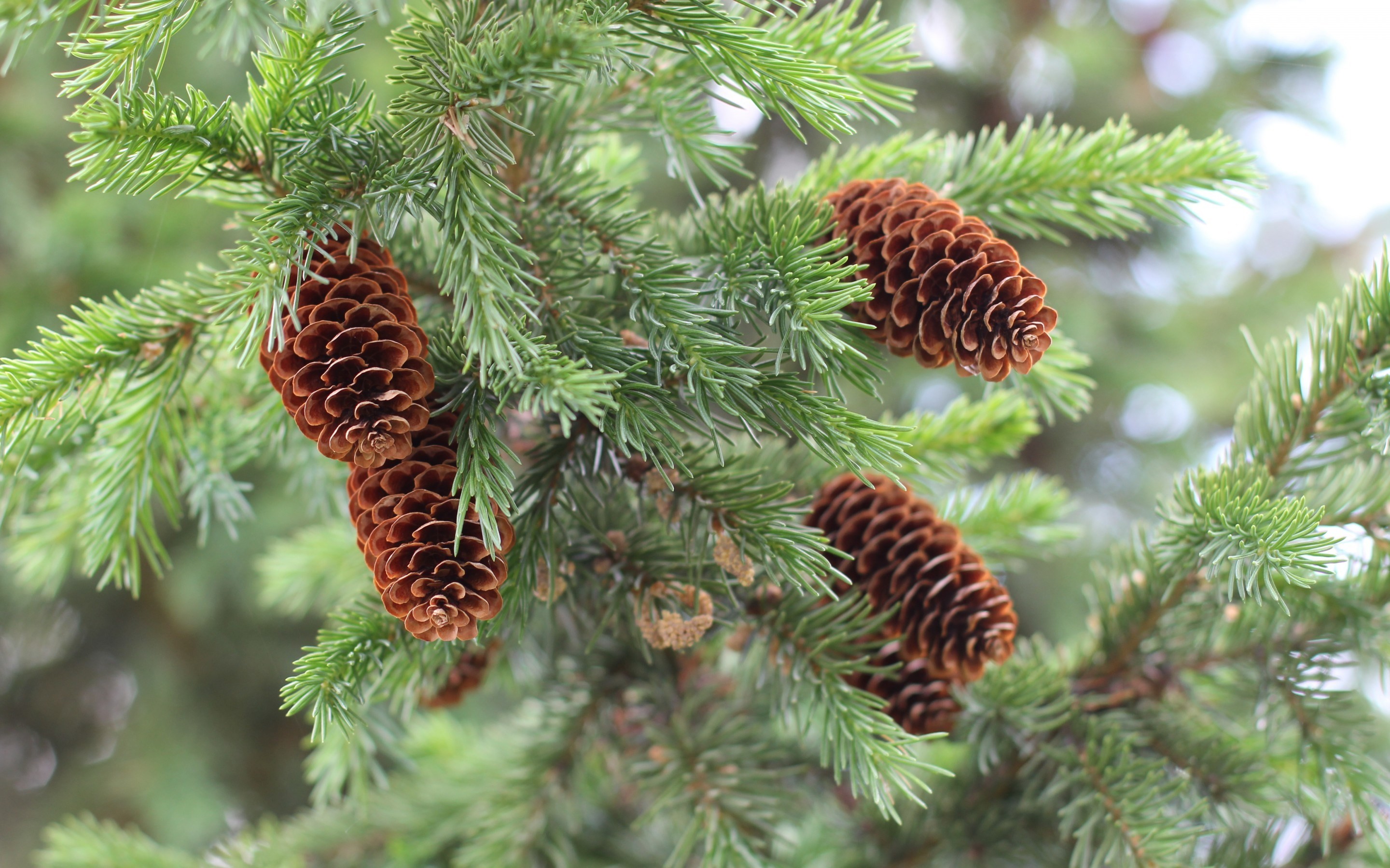 Pine Tree Phone Wallpapers  Wallpaper Cave