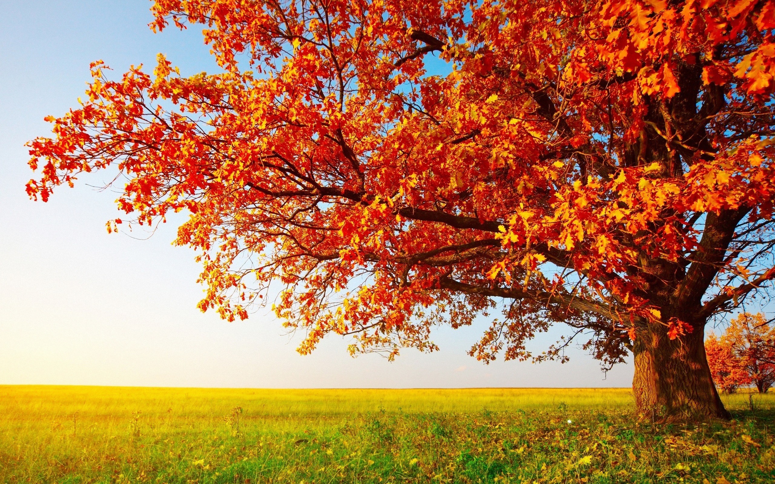 2560x1600 Download Big Autumn Tree Wallpaper Wallpapers 