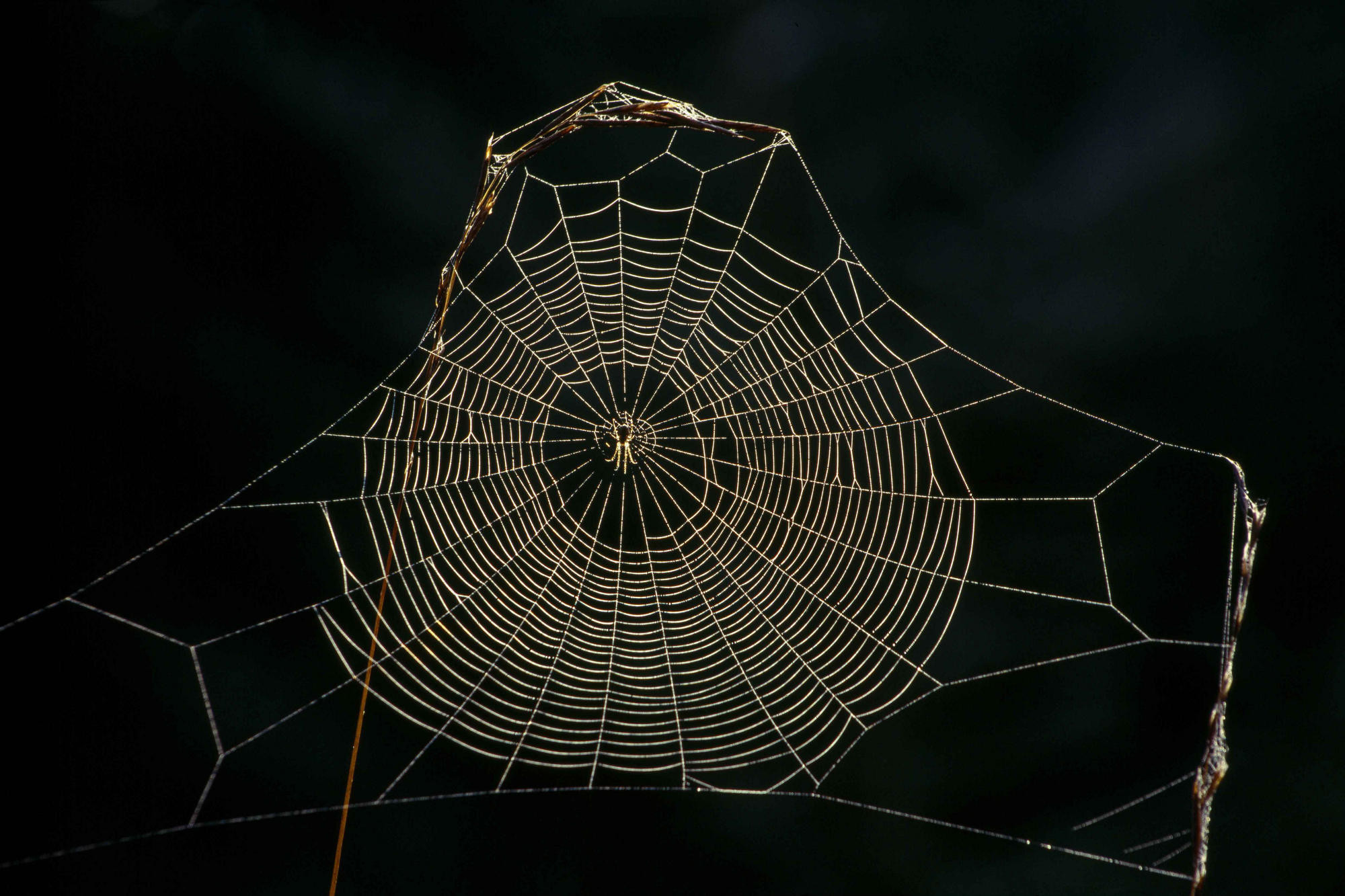 2000x1333 Spider Web Wallpaper