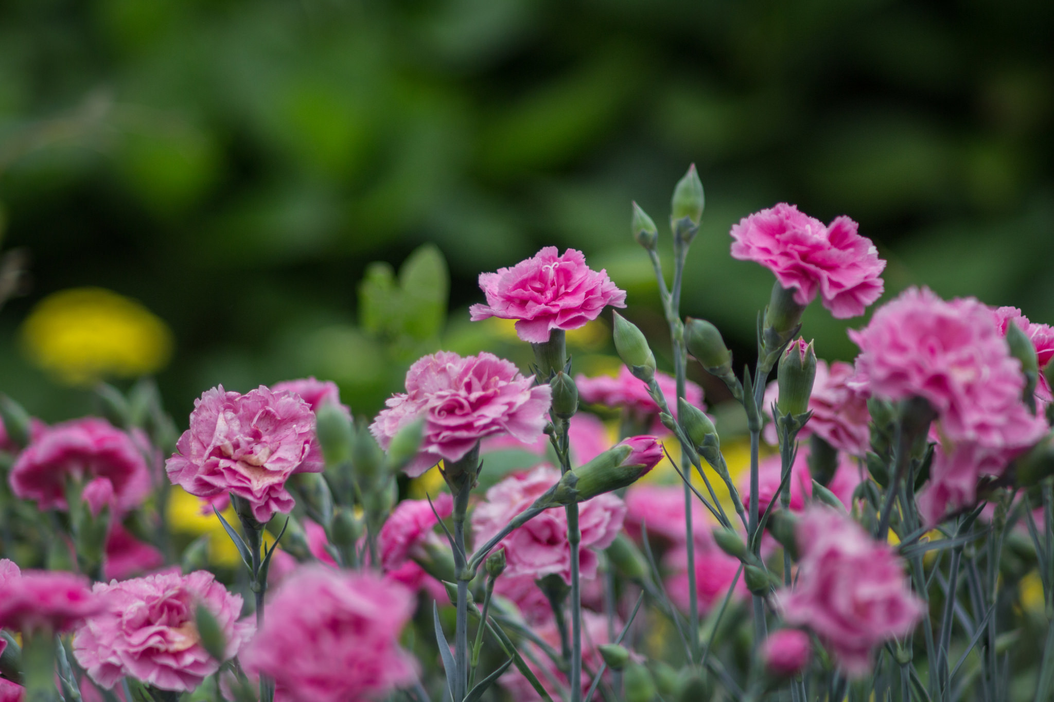 2048x1365 Earth - Carnation Flower Pink Flower Nature Blur Wallpaper