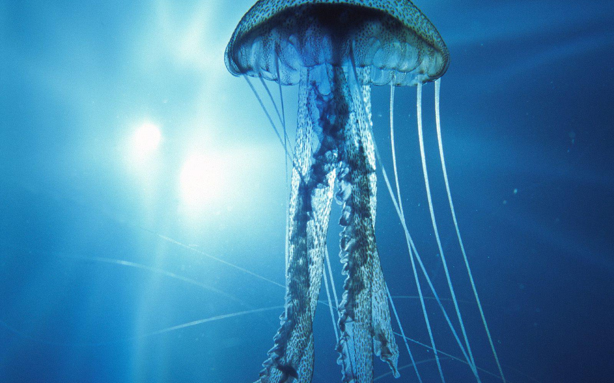 2560x1600 HD Jellyfish Background.