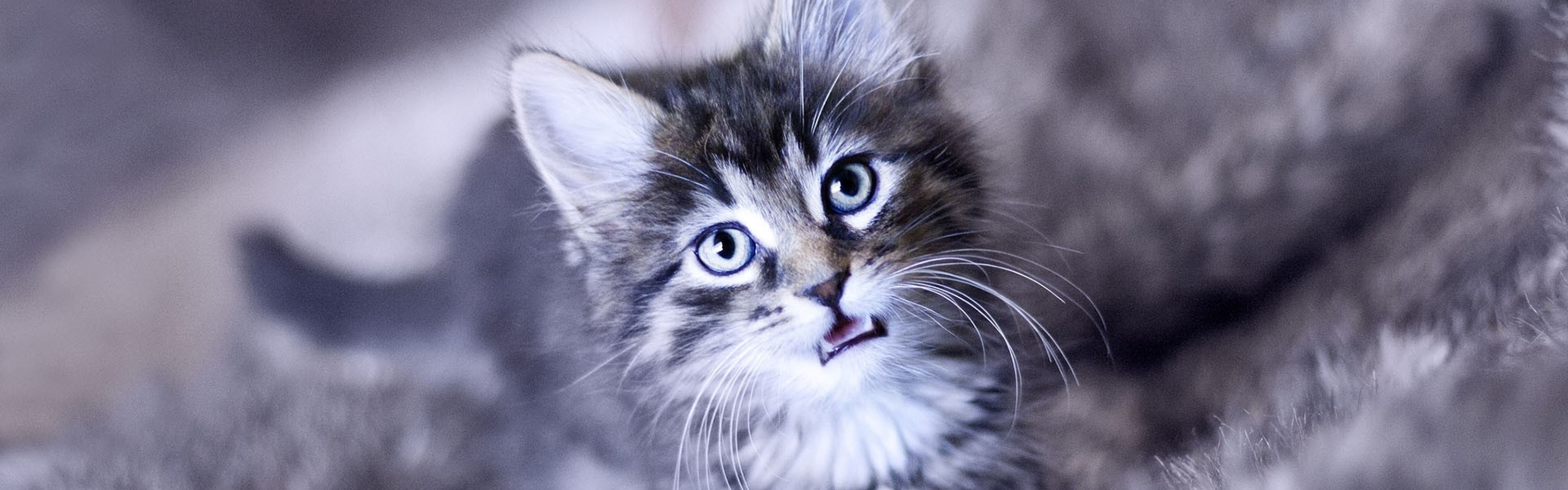 3840x1200  Wallpaper kitten, crying, face, furry, cat