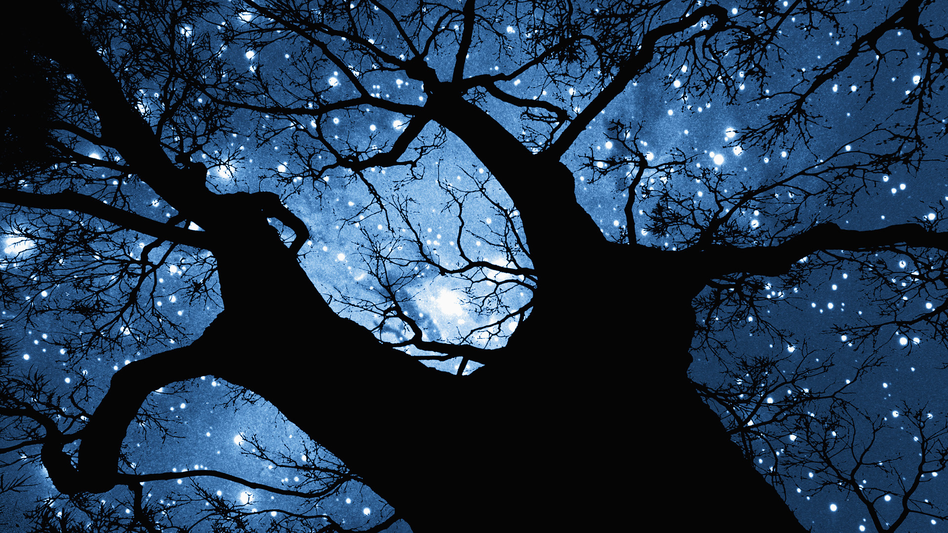 1920x1080 WALLPAPERS THREE DOG NIGHT | night star among NIGHT SKY ON A DARK NIGHTtree  scenery wallpaper