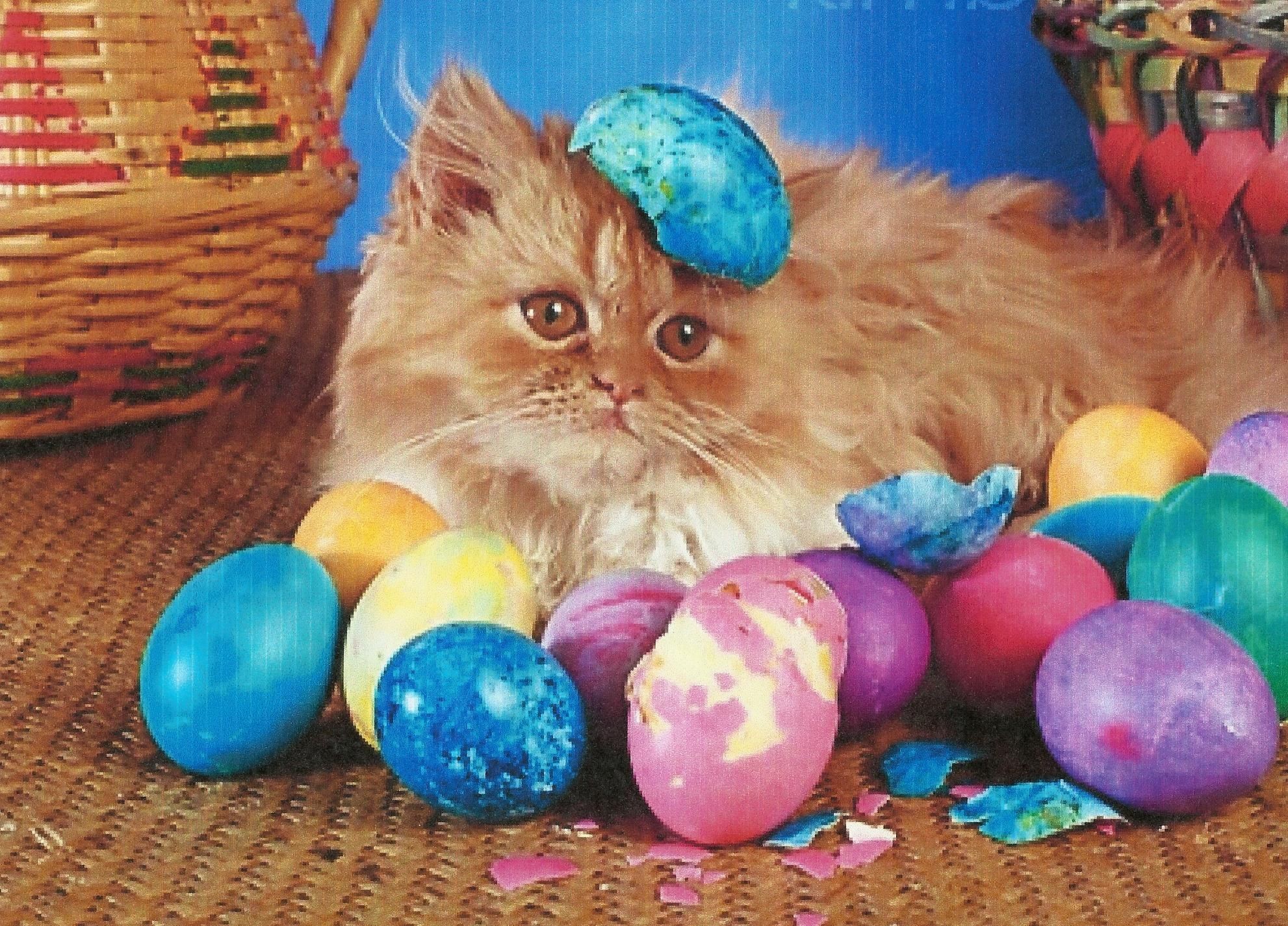 1982x1426 HD A Easter Kitten With Color Eggs Wallpaper, easter, eggs, feline, color,  kitten, cute,Animals, funny