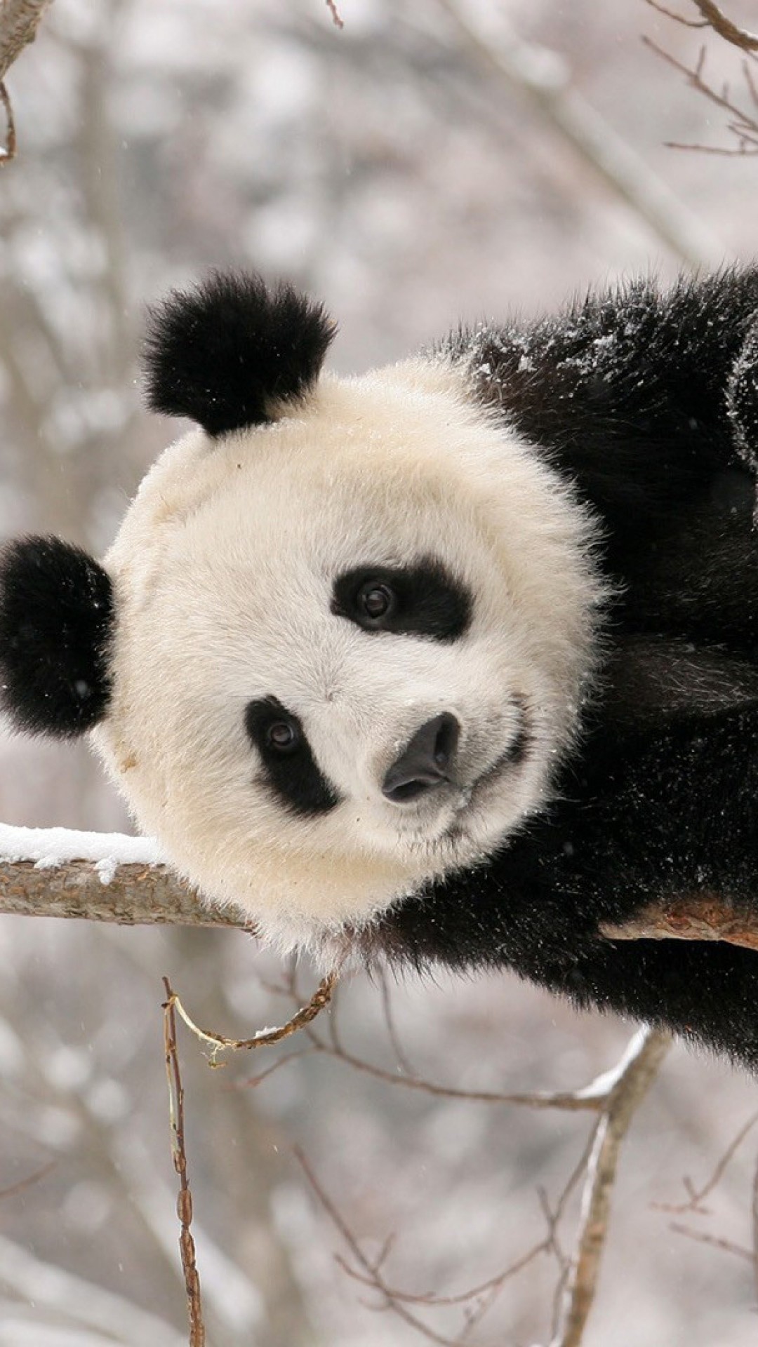 1080x1920  Wallpaper panda, branch, sit, snow
