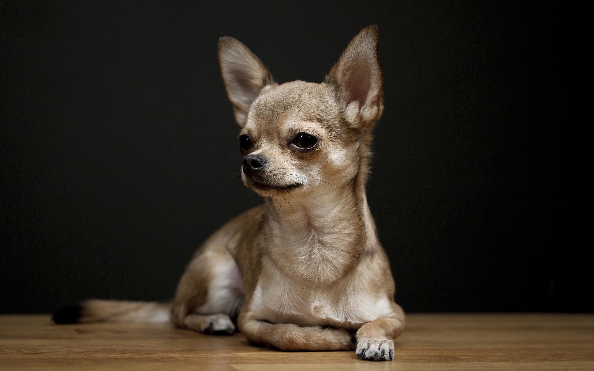1920x1200 Chihuahua Wallpapers - Wallpaper Cave