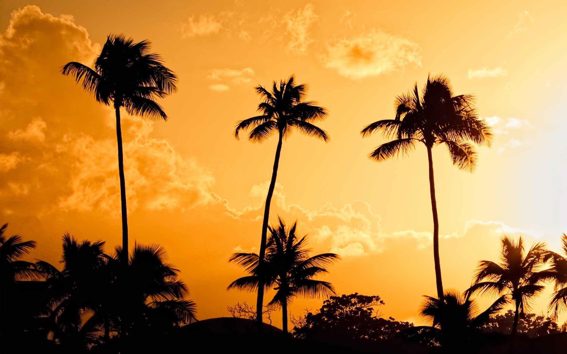 1920x1200 Palm Trees Sunset Pictures