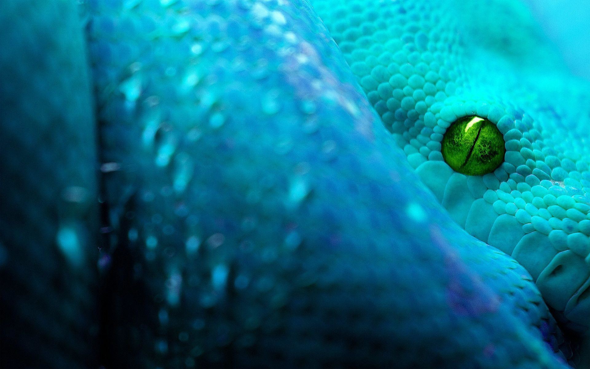 1920x1200 Images For > Blue Snakes Wallpapers